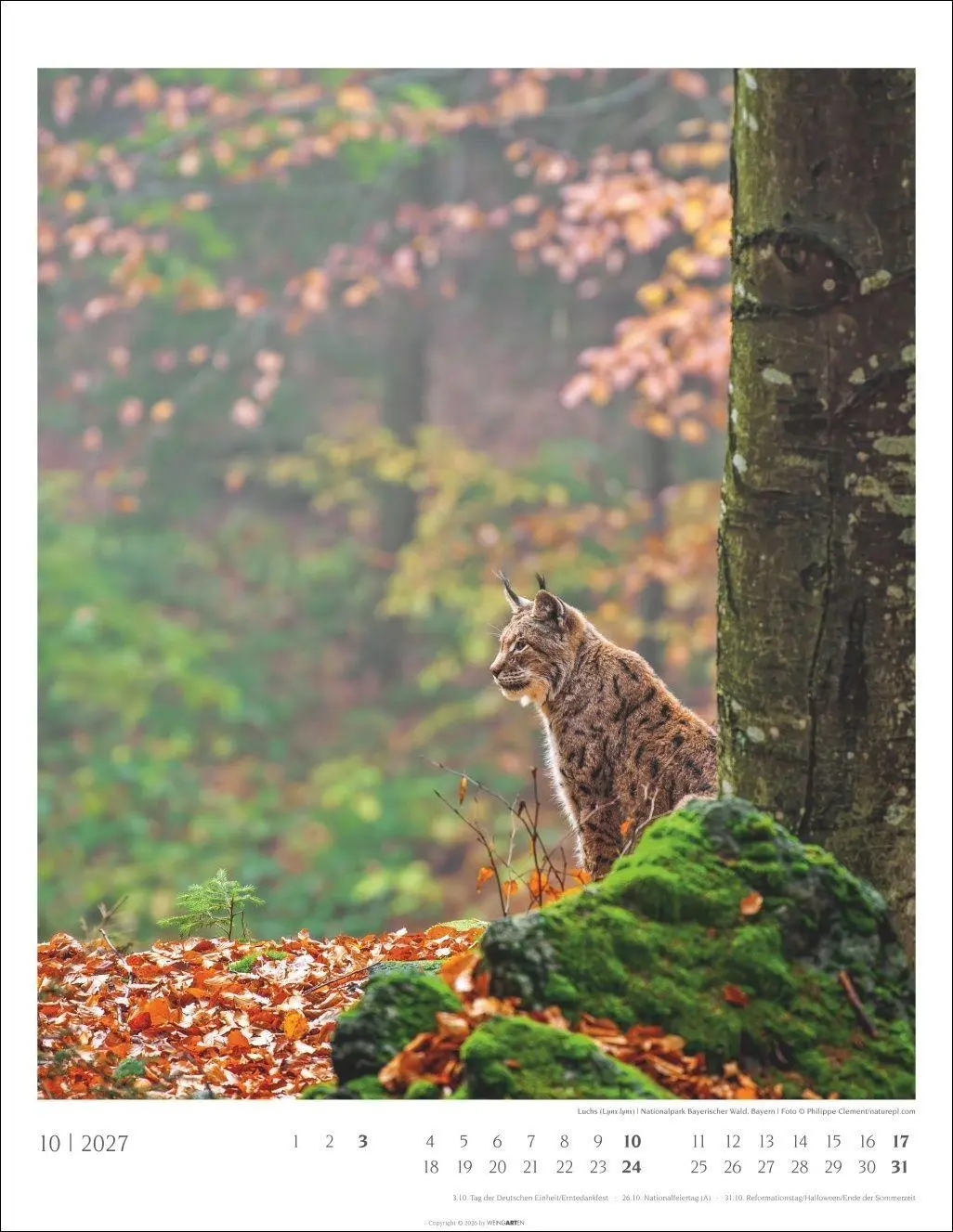 Bild: 9783839904312 | Heimische Wälder Kalender 2027 | Kalender | 14 S. | Deutsch | 2027