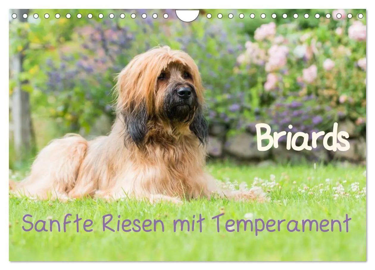 Cover: 9783516074512 | Briards - sanfte Riesen mit Temperament (Wandkalender 2026 DIN A4...