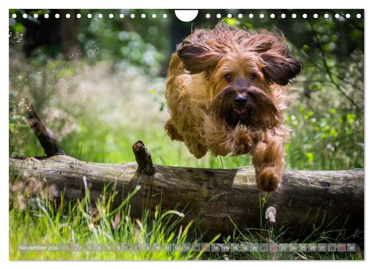 Bild: 9783516074512 | Briards - sanfte Riesen mit Temperament (Wandkalender 2026 DIN A4...