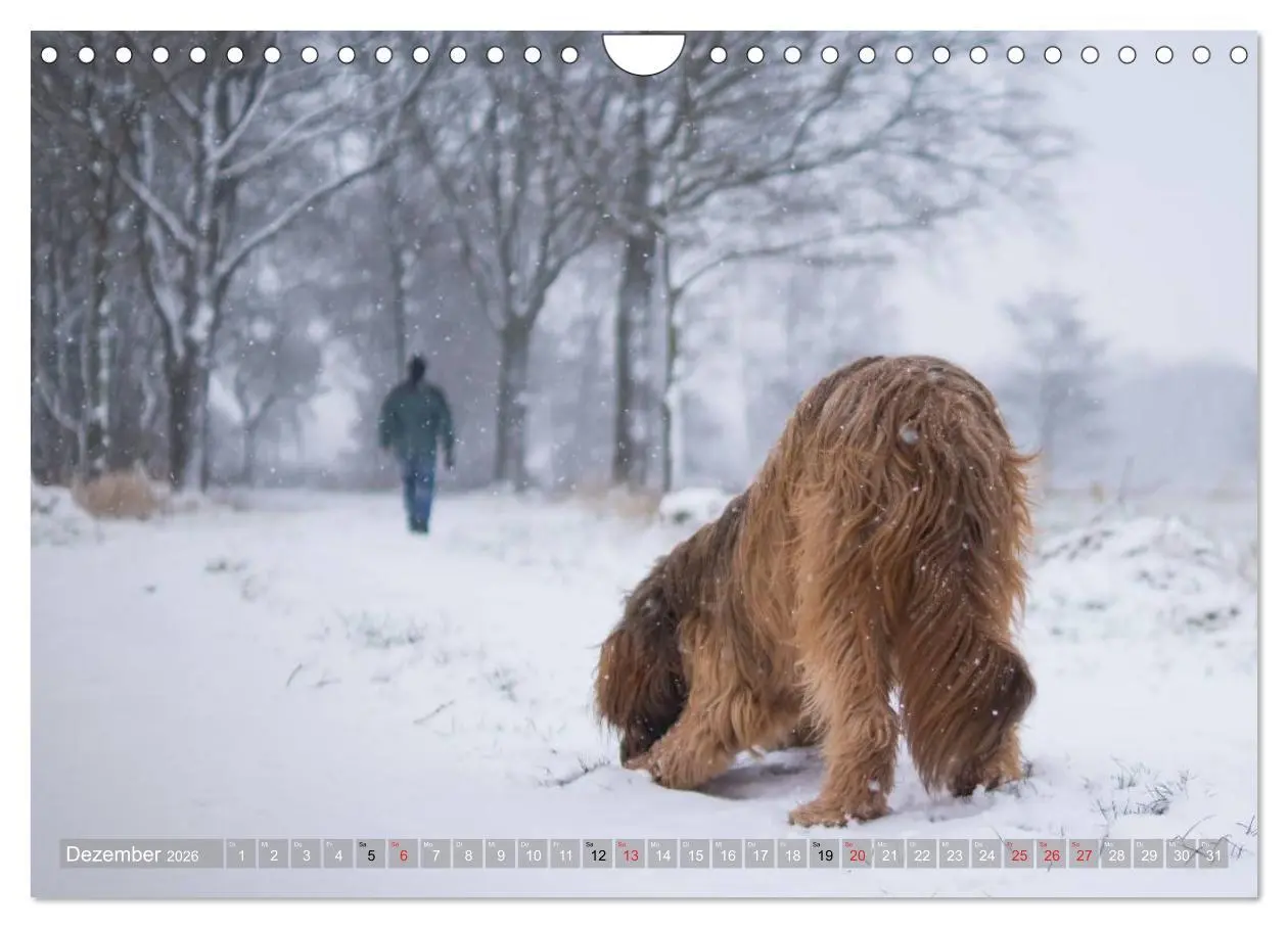 Bild: 9783516074512 | Briards - sanfte Riesen mit Temperament (Wandkalender 2026 DIN A4...