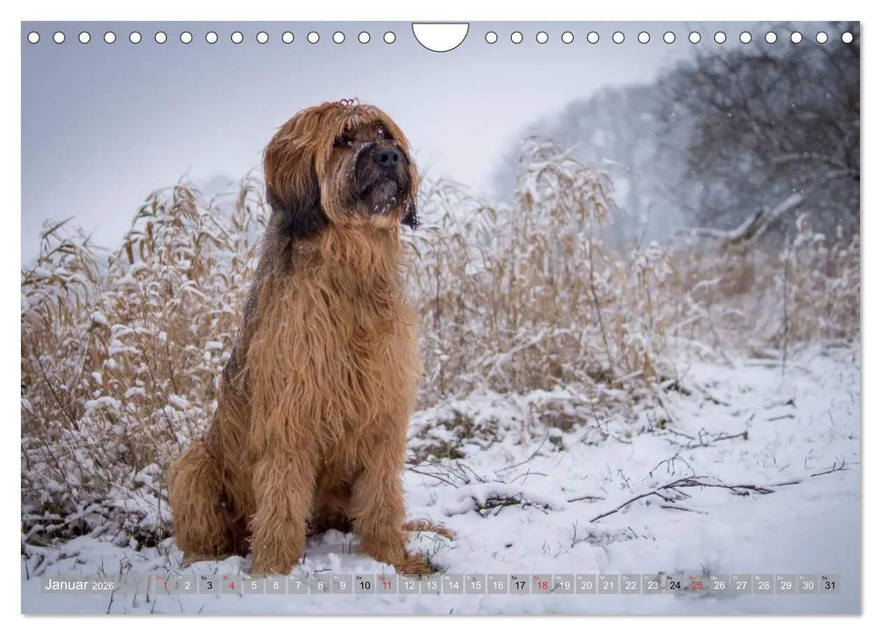 Bild: 9783516074512 | Briards - sanfte Riesen mit Temperament (Wandkalender 2026 DIN A4...