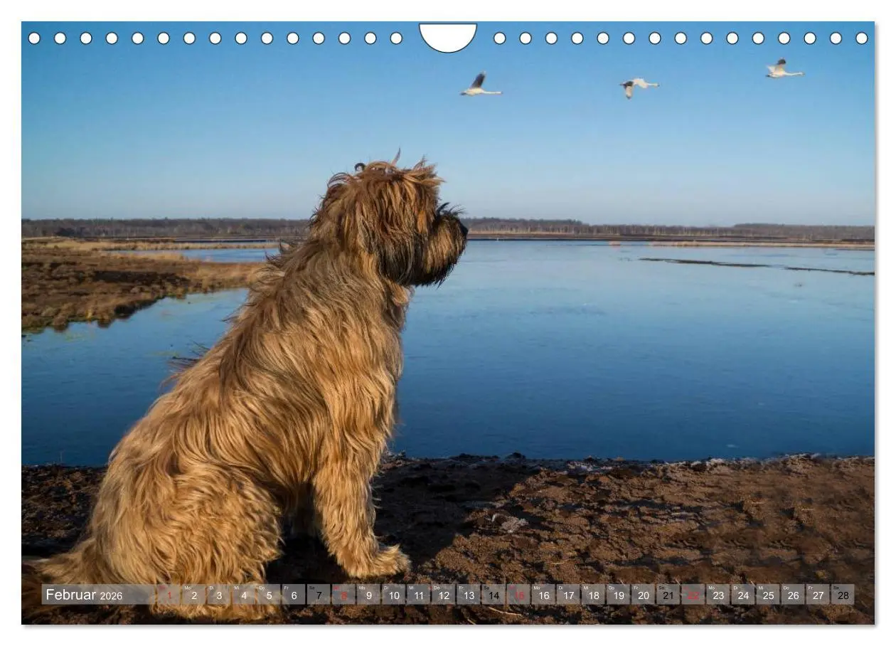 Bild: 9783516074512 | Briards - sanfte Riesen mit Temperament (Wandkalender 2026 DIN A4...