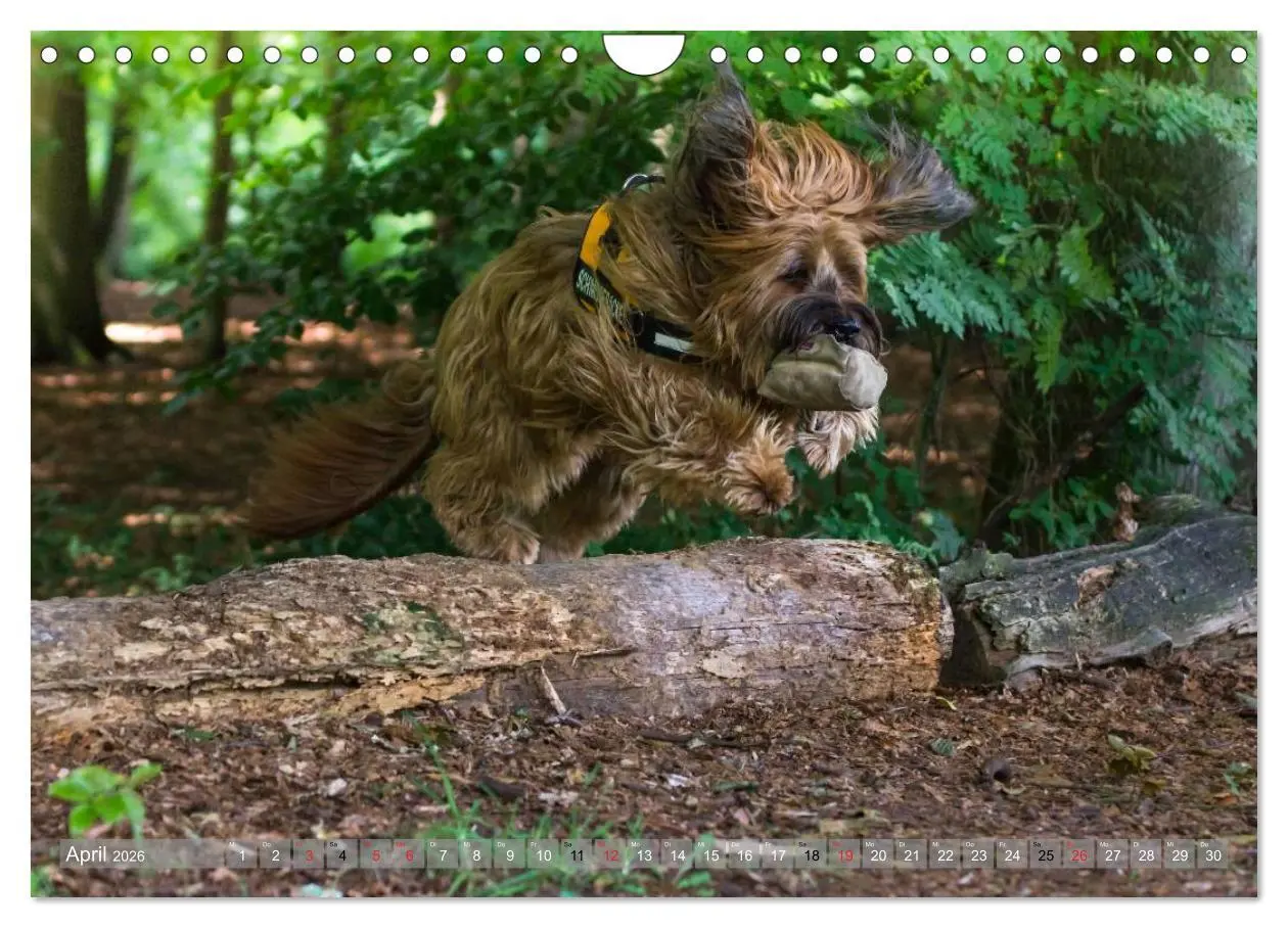 Bild: 9783516074512 | Briards - sanfte Riesen mit Temperament (Wandkalender 2026 DIN A4...