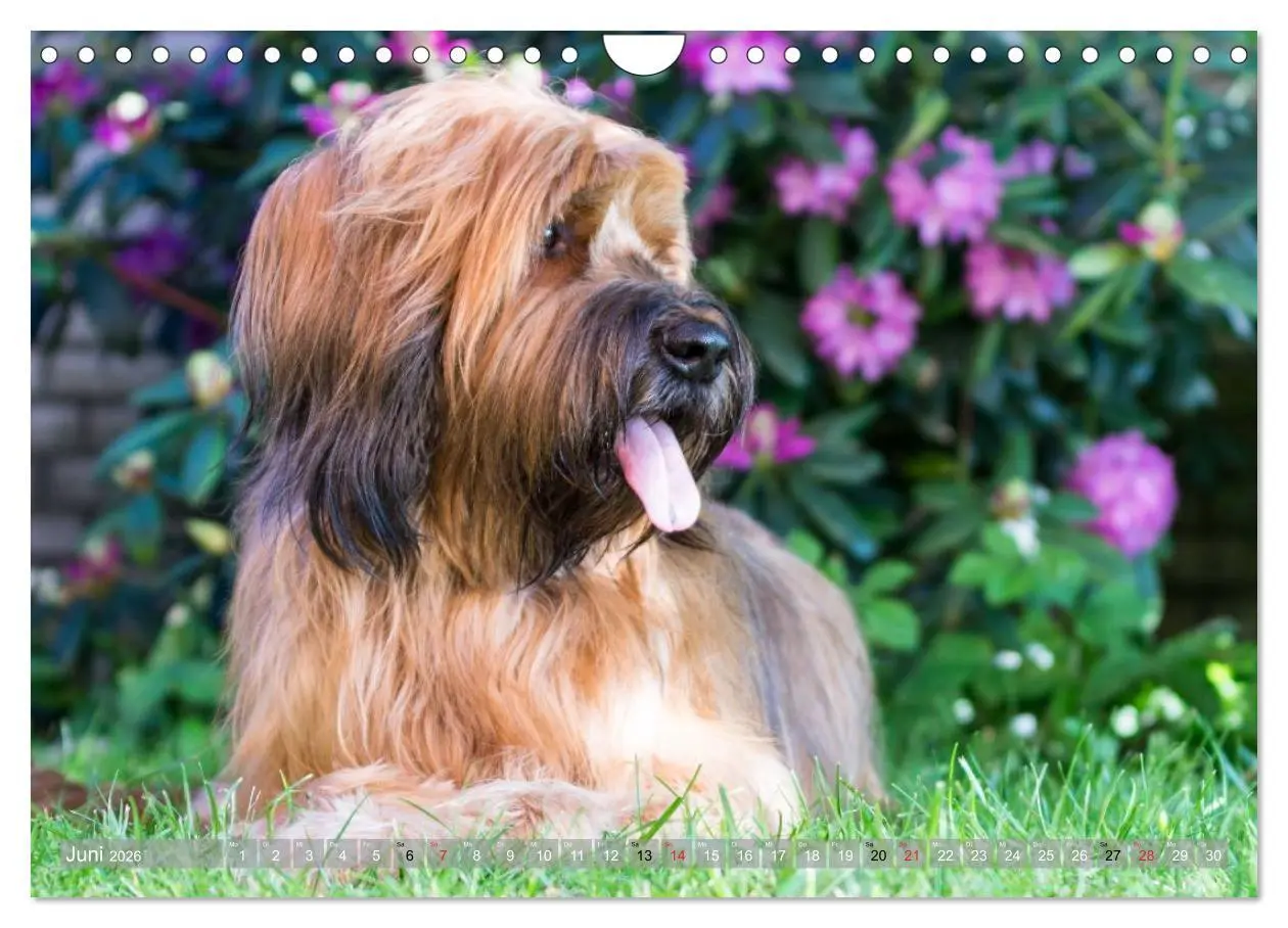 Bild: 9783516074512 | Briards - sanfte Riesen mit Temperament (Wandkalender 2026 DIN A4...