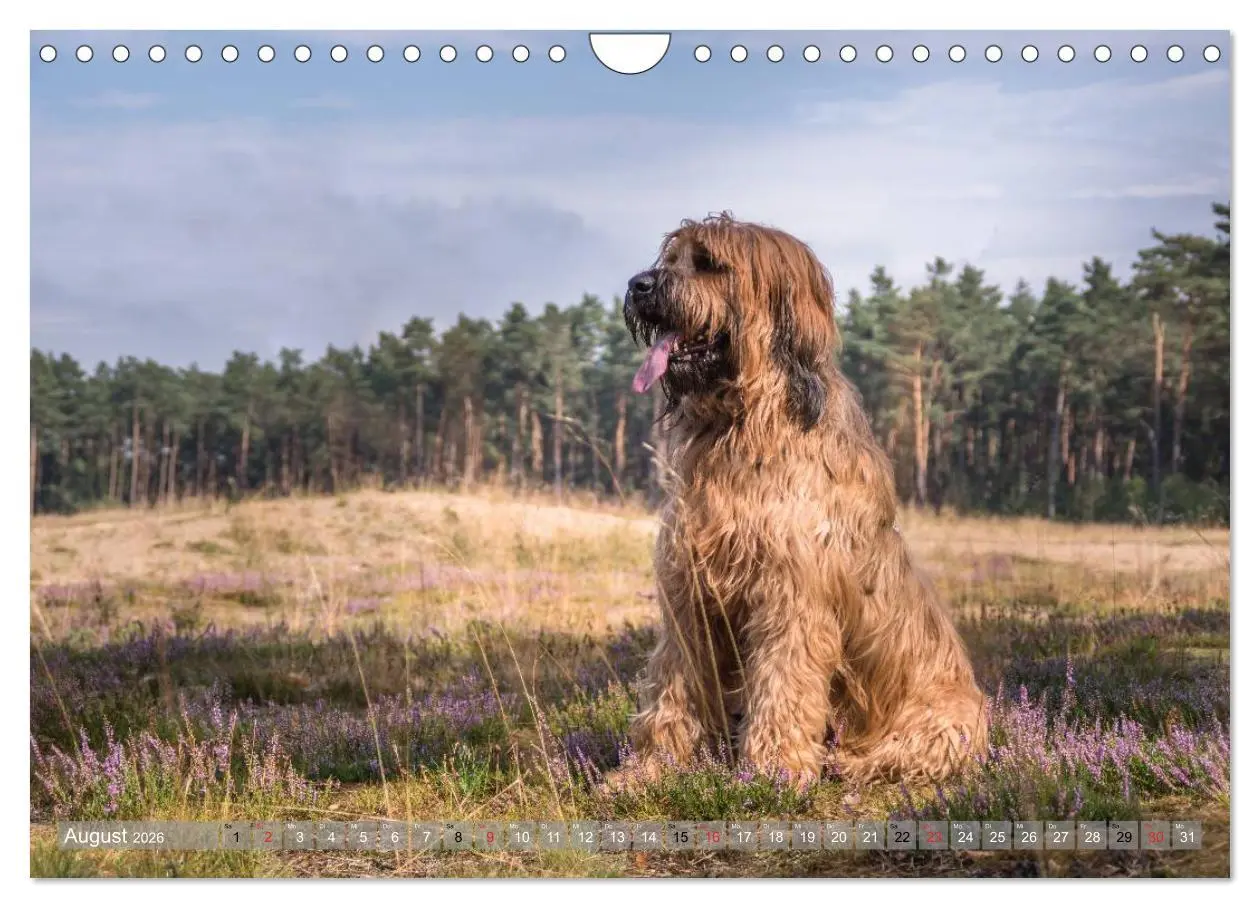 Bild: 9783516074512 | Briards - sanfte Riesen mit Temperament (Wandkalender 2026 DIN A4...