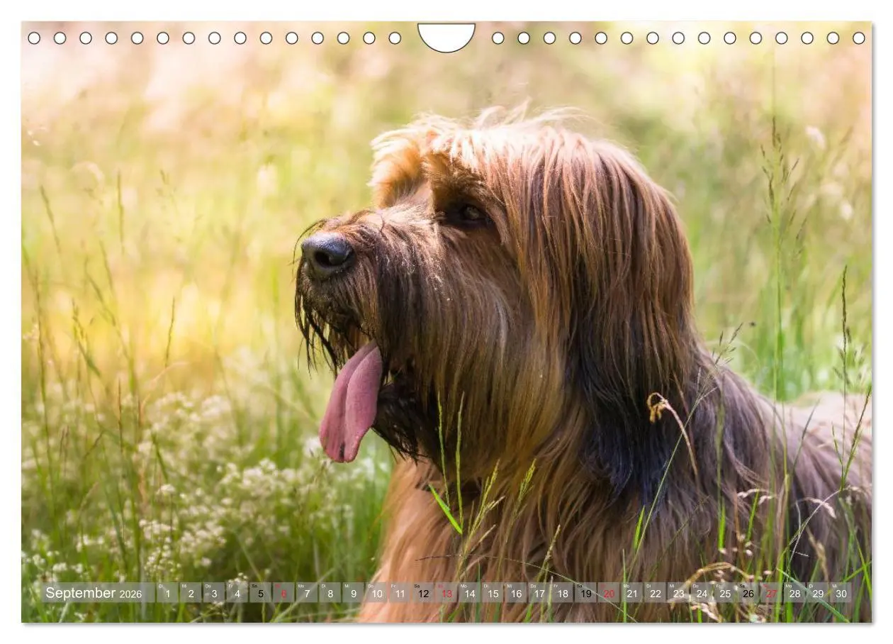Bild: 9783516074512 | Briards - sanfte Riesen mit Temperament (Wandkalender 2026 DIN A4...