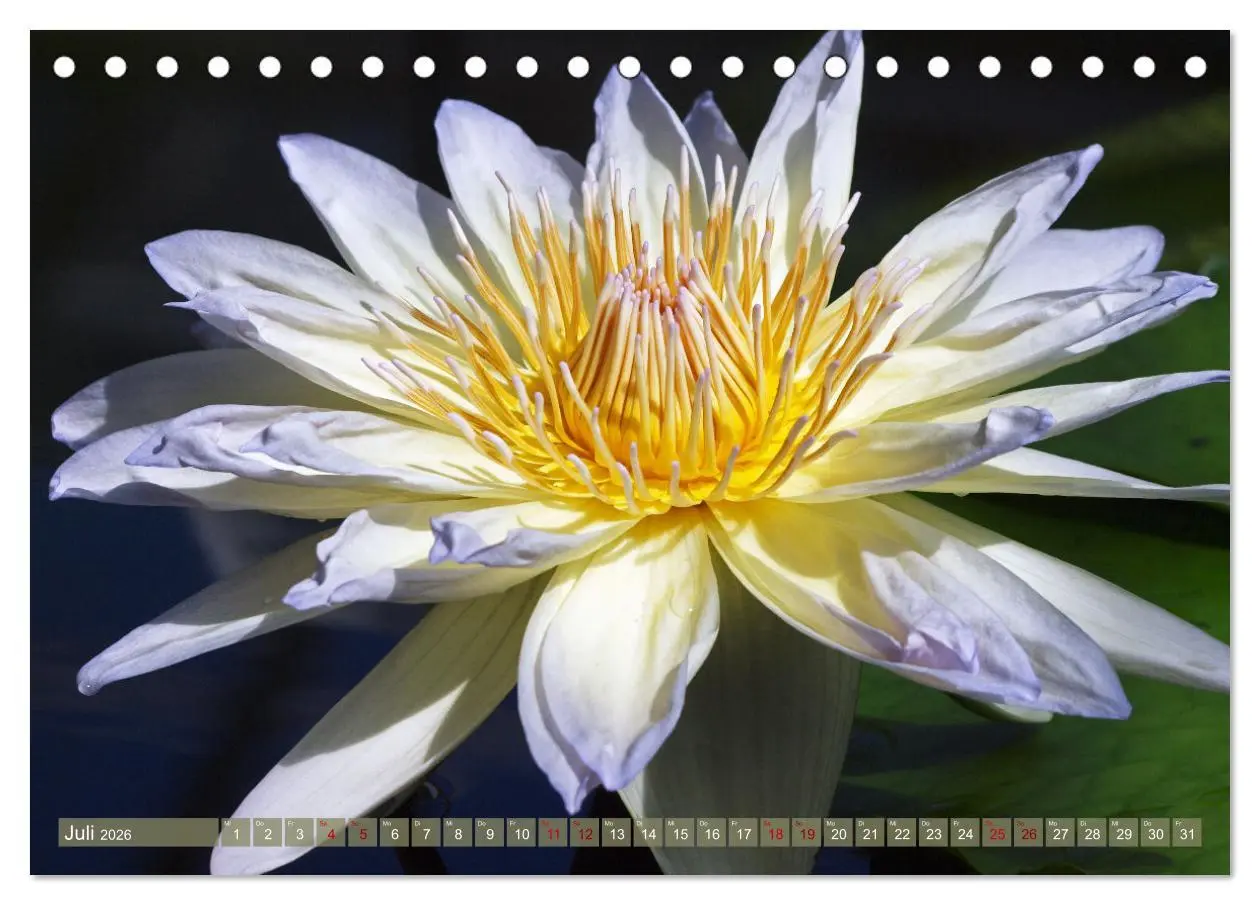 Bild: 9783457594612 | Magische Super-Makros (Tischkalender 2026 DIN A5 quer), CALVENDO...