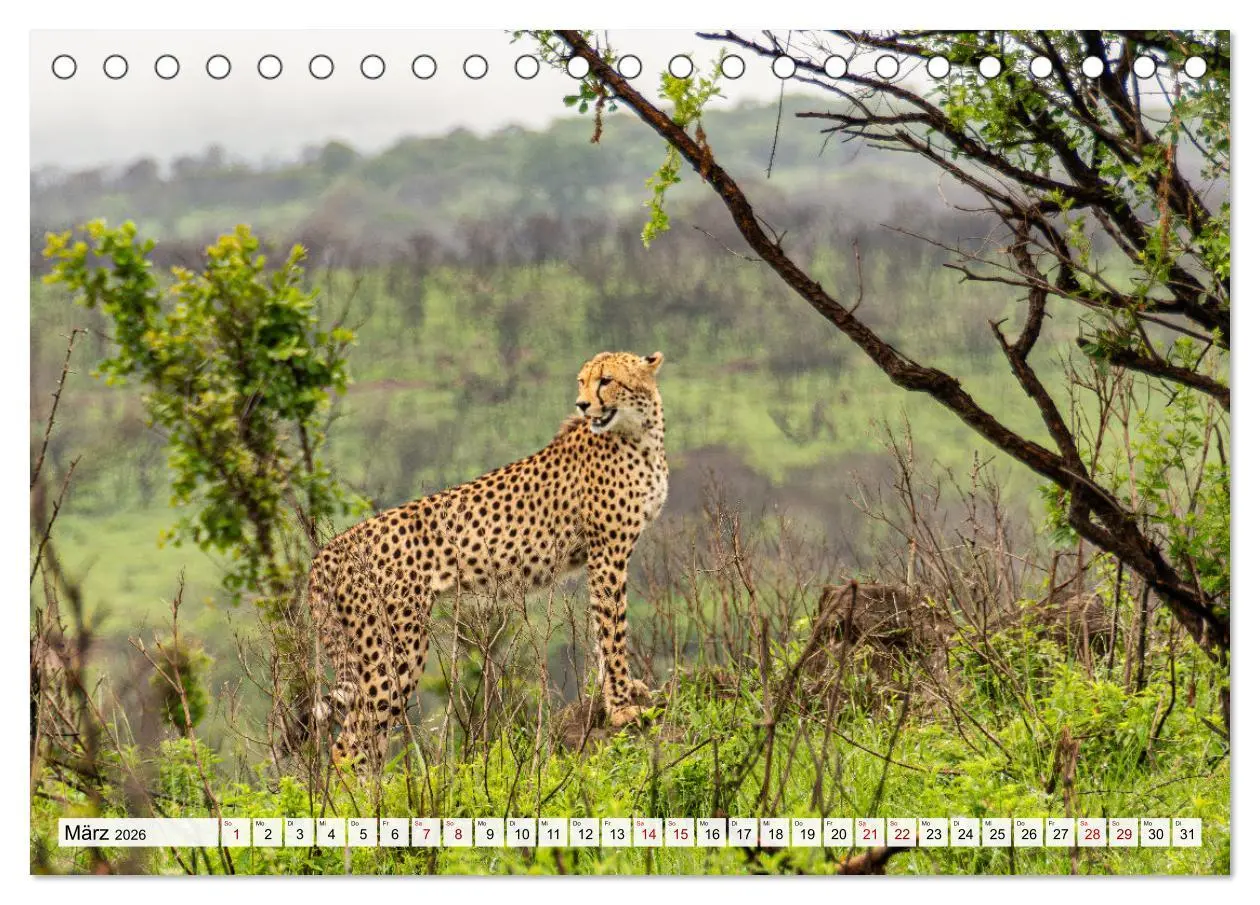 Bild: 9783457264812 | Südafrika - Landschaft voller Vielfalt und Schönheit (Tischkalender...