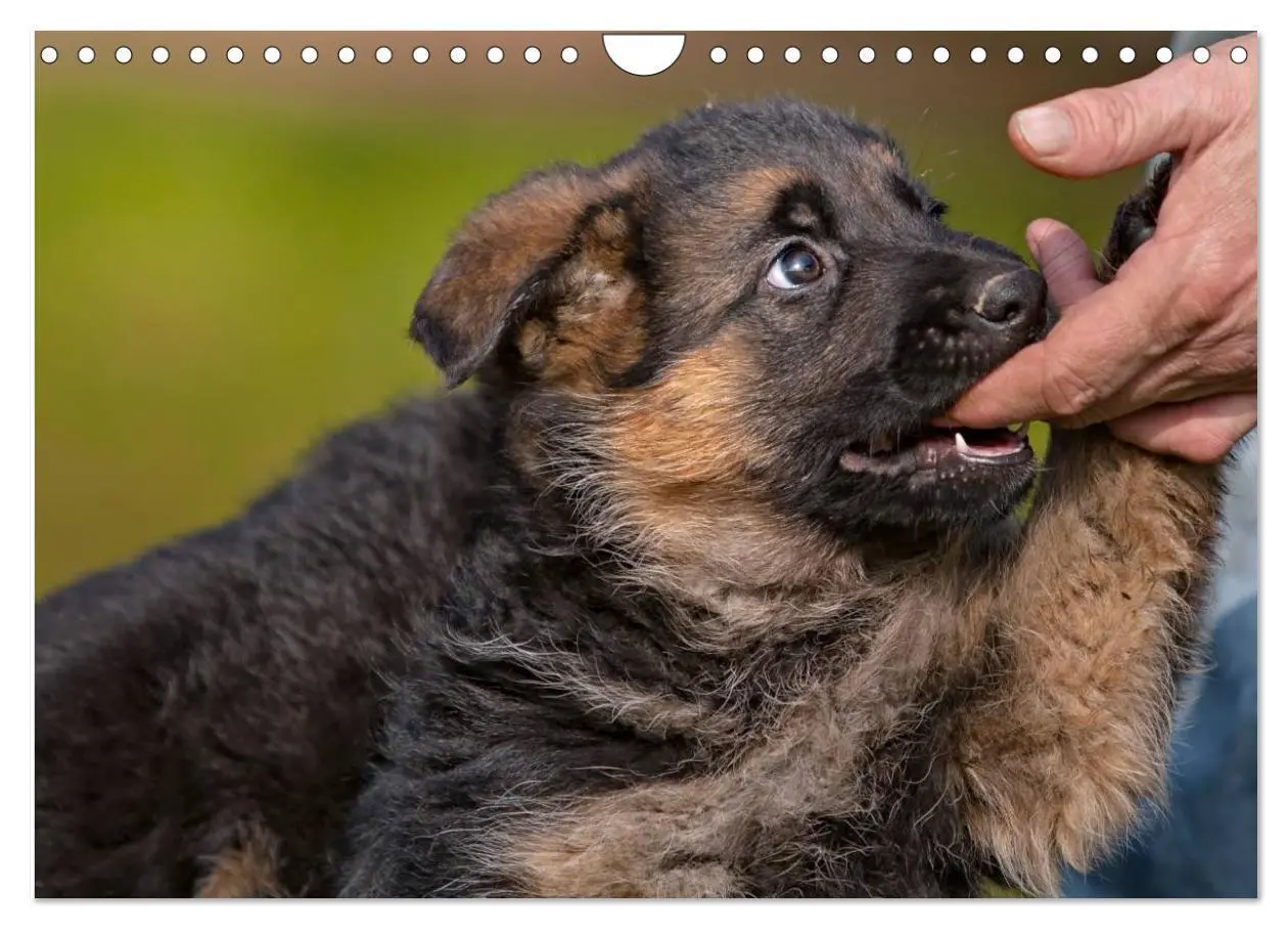 Bild: 9783435474912 | Deutscher Schäferhund - Welpen (Wandkalender 2025 DIN A4 quer),...
