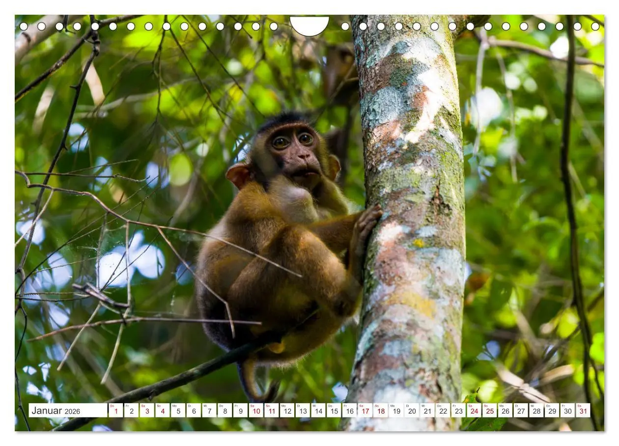 Bild: 9783457324912 | Gunung Leuser Nationalpark Sumatra (Wandkalender 2026 DIN A4 quer),...