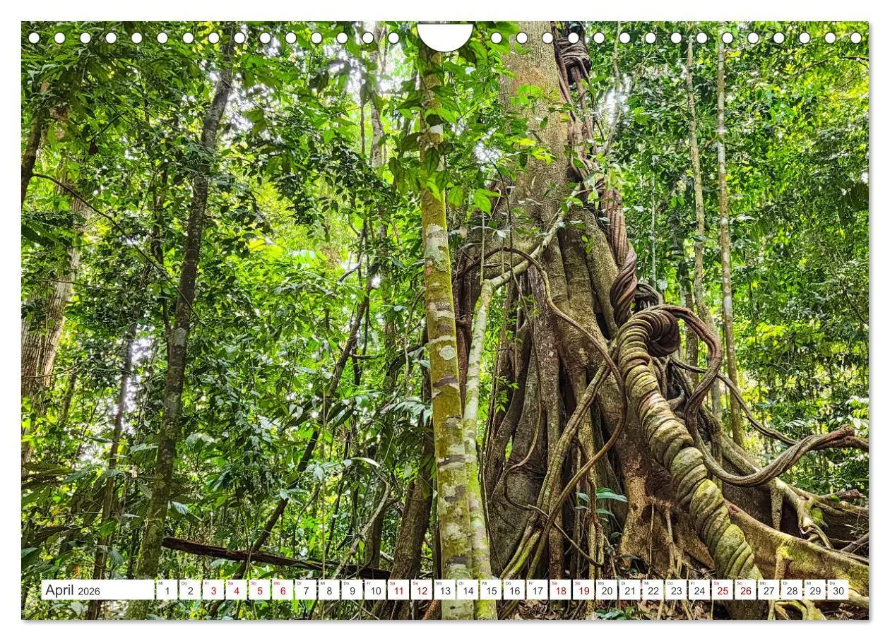 Bild: 9783457324912 | Gunung Leuser Nationalpark Sumatra (Wandkalender 2026 DIN A4 quer),...