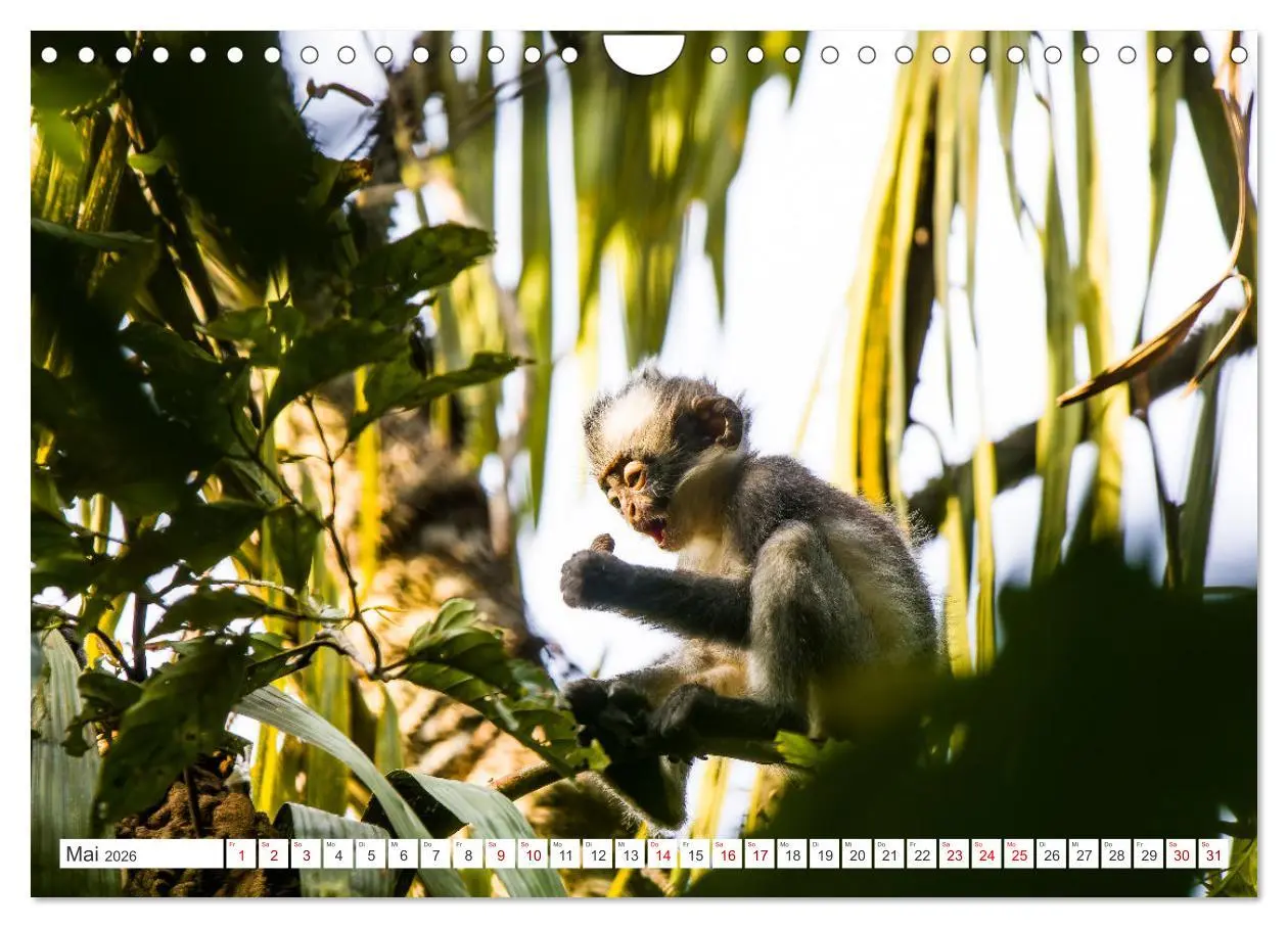 Bild: 9783457324912 | Gunung Leuser Nationalpark Sumatra (Wandkalender 2026 DIN A4 quer),...