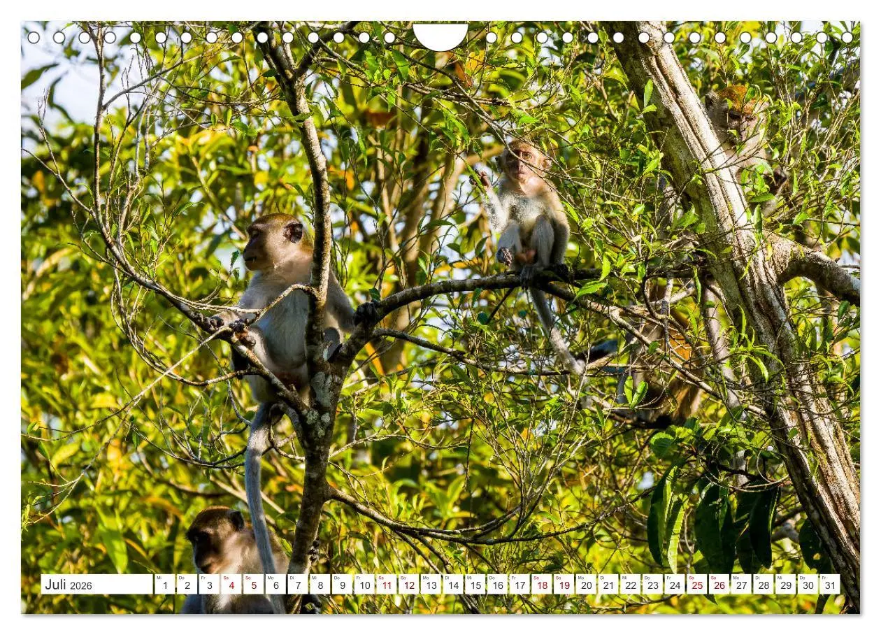 Bild: 9783457324912 | Gunung Leuser Nationalpark Sumatra (Wandkalender 2026 DIN A4 quer),...