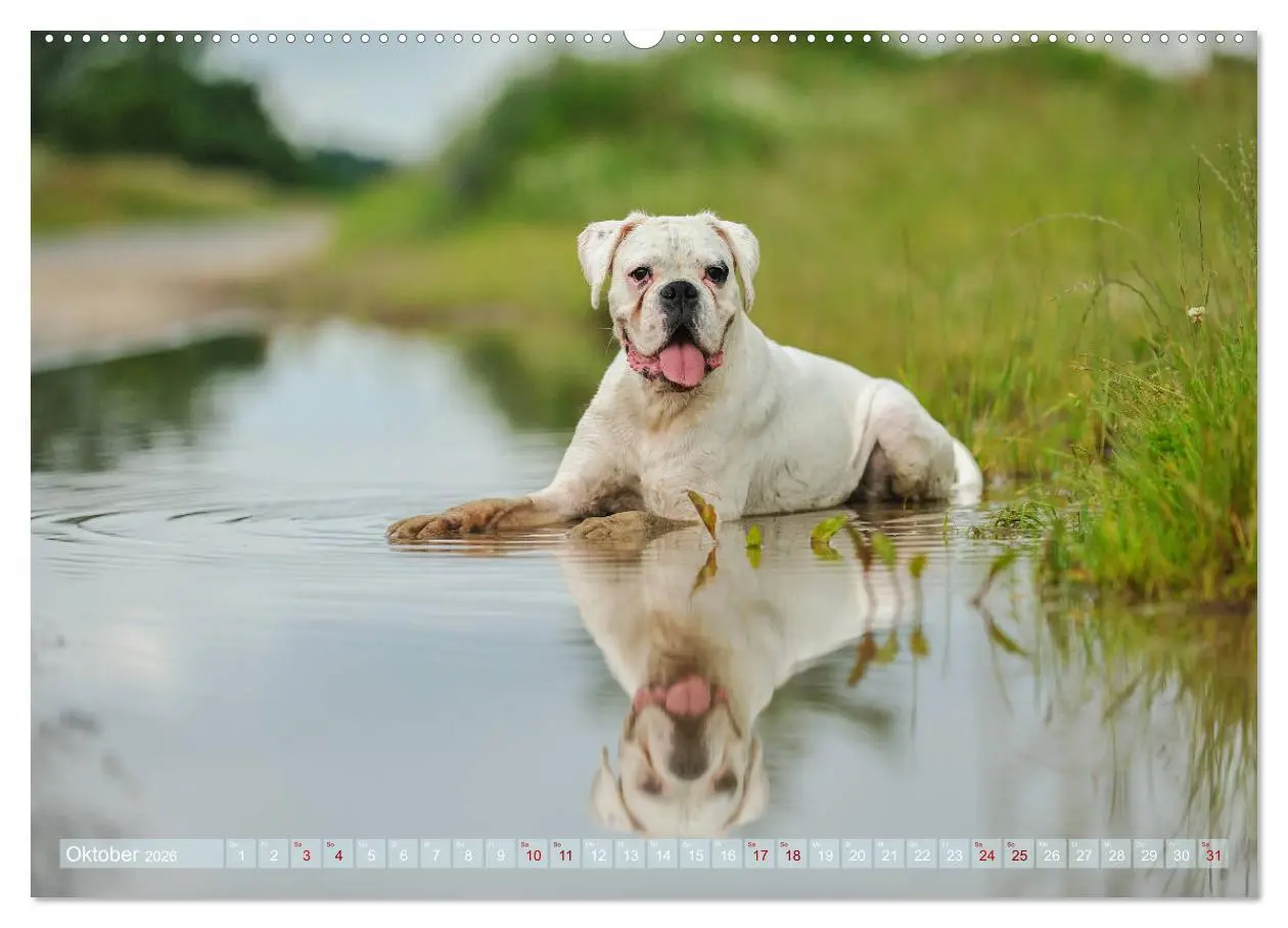 Bild: 9783457755112 | Gut - besser - Boxer (hochwertiger Premium Wandkalender 2026 DIN A2...