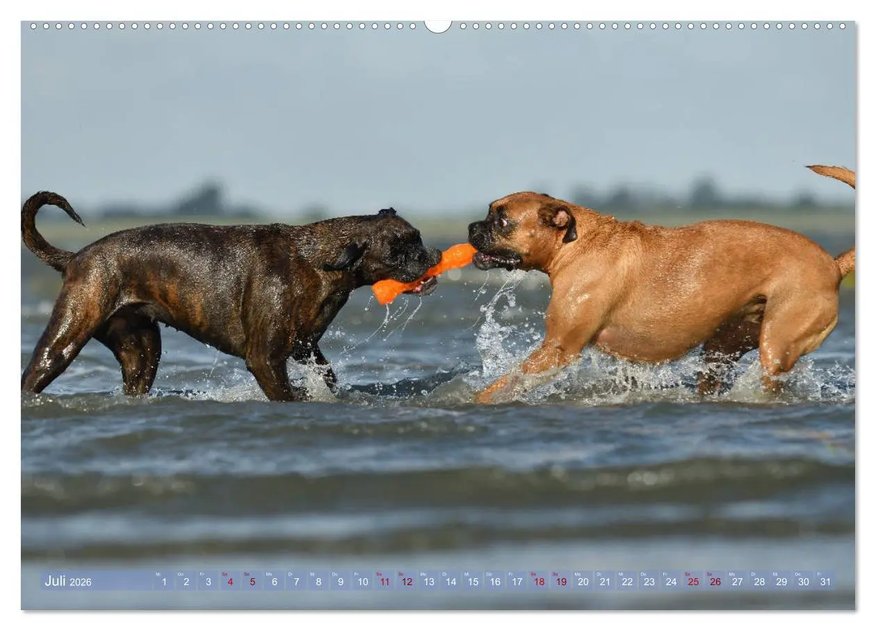 Bild: 9783457755112 | Gut - besser - Boxer (hochwertiger Premium Wandkalender 2026 DIN A2...