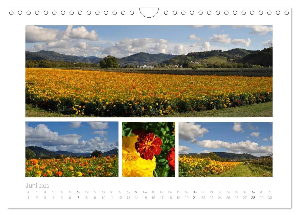 Bild: 9783516155112 | Die nördliche Ortenau (Wandkalender 2026 DIN A4 quer), CALVENDO...