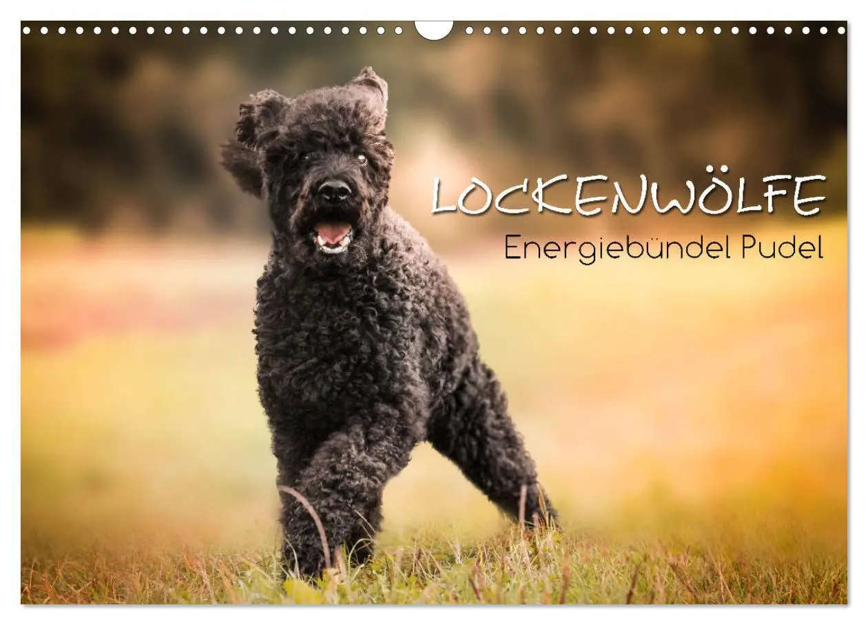 Cover: 9783457815212 | Lockenwölfe - Energiebündel Pudel (Wandkalender 2026 DIN A3 quer),...