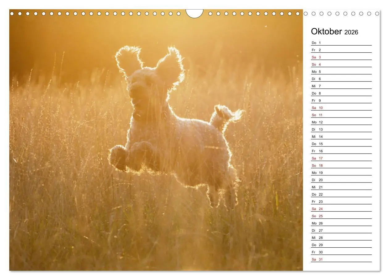 Bild: 9783457815212 | Lockenwölfe - Energiebündel Pudel (Wandkalender 2026 DIN A3 quer),...