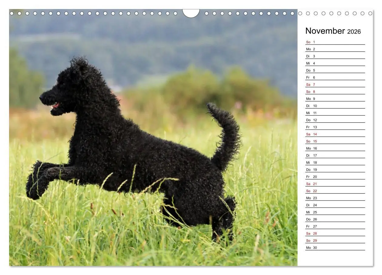 Bild: 9783457815212 | Lockenwölfe - Energiebündel Pudel (Wandkalender 2026 DIN A3 quer),...