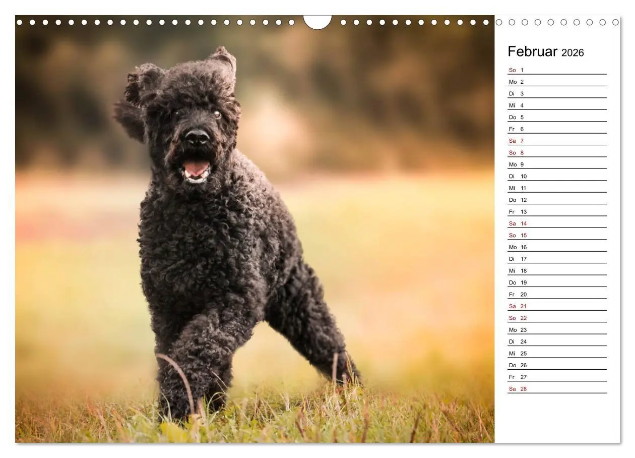Bild: 9783457815212 | Lockenwölfe - Energiebündel Pudel (Wandkalender 2026 DIN A3 quer),...
