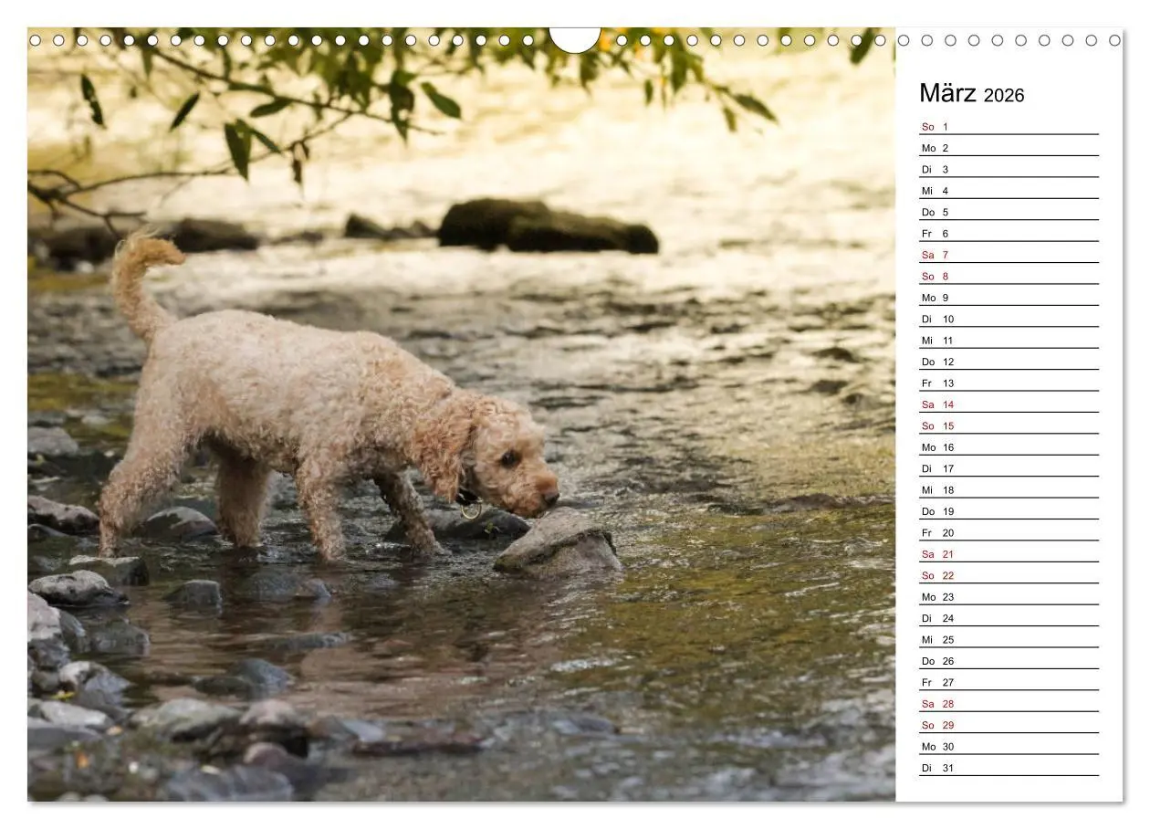 Bild: 9783457815212 | Lockenwölfe - Energiebündel Pudel (Wandkalender 2026 DIN A3 quer),...