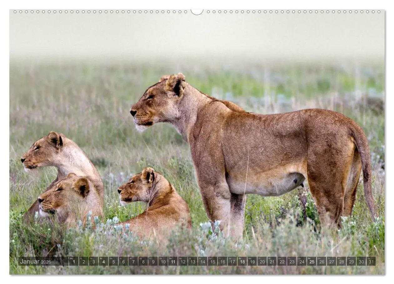 Bild: 9783516135312 | Namibia - Die Tierwelt (hochwertiger Premium Wandkalender 2026 DIN...