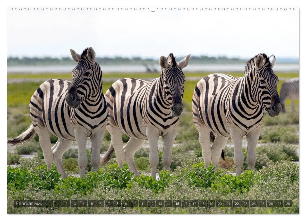 Bild: 9783516135312 | Namibia - Die Tierwelt (hochwertiger Premium Wandkalender 2026 DIN...