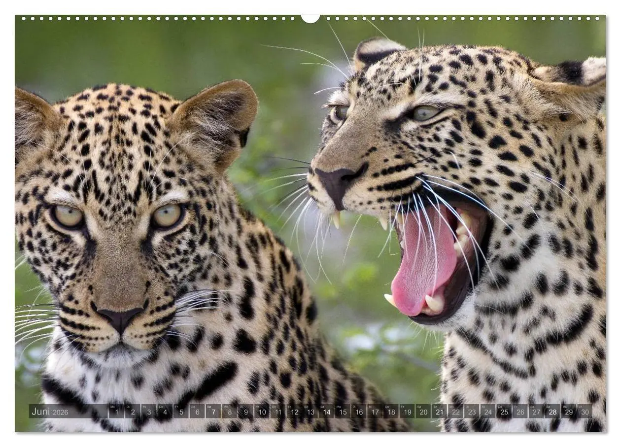 Bild: 9783516135312 | Namibia - Die Tierwelt (hochwertiger Premium Wandkalender 2026 DIN...