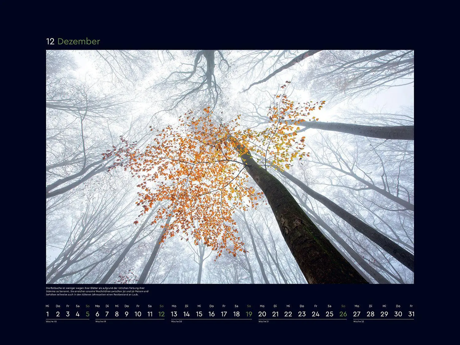 Bild: 9783965915312 | Magische Wälder der Erde - KUNTH Wandkalender 2027 | Kalender | 14 S.