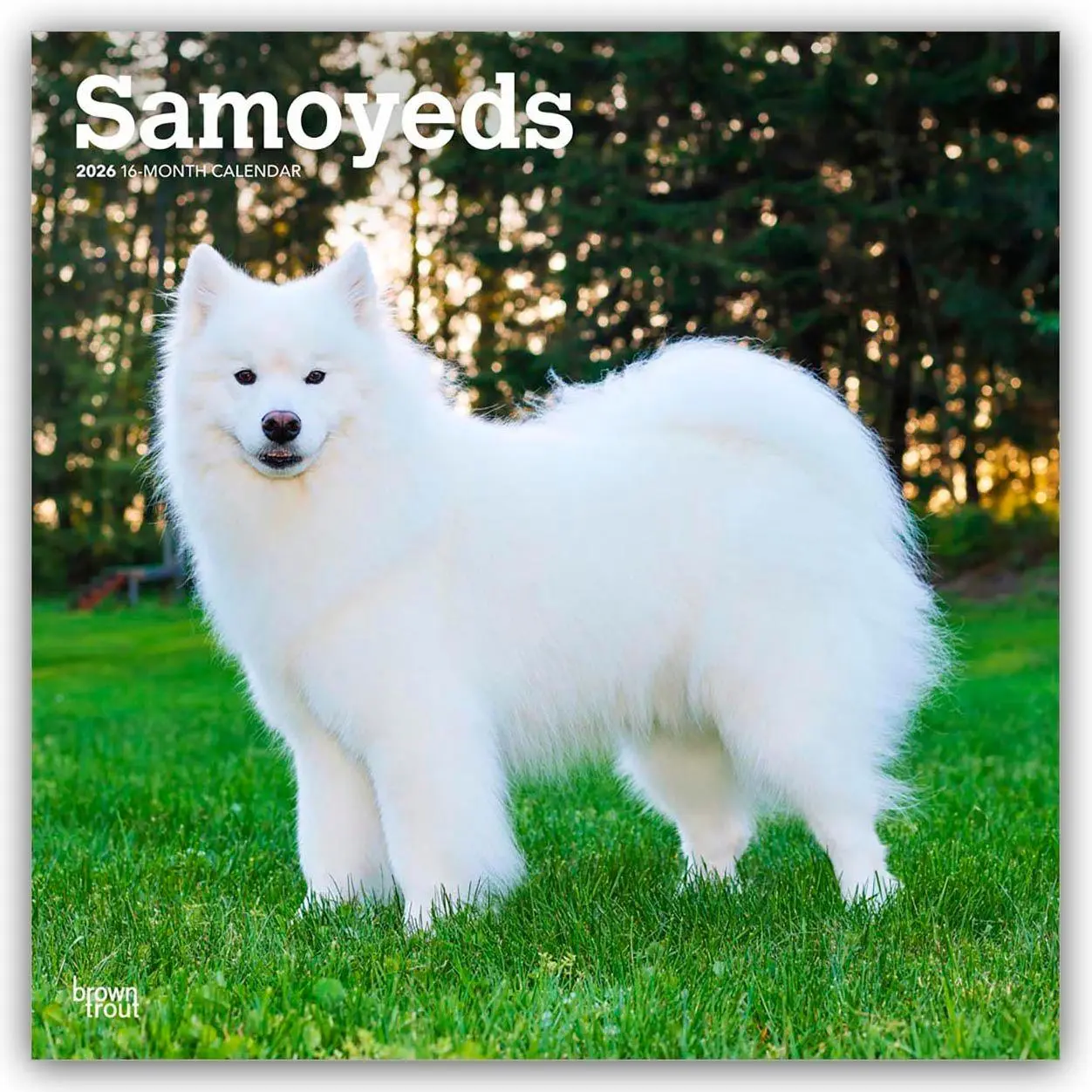 Cover: 9798330705412 | Samoyeds - Samojede 2026 - 16-Monatskalender | Browntrout Publishers