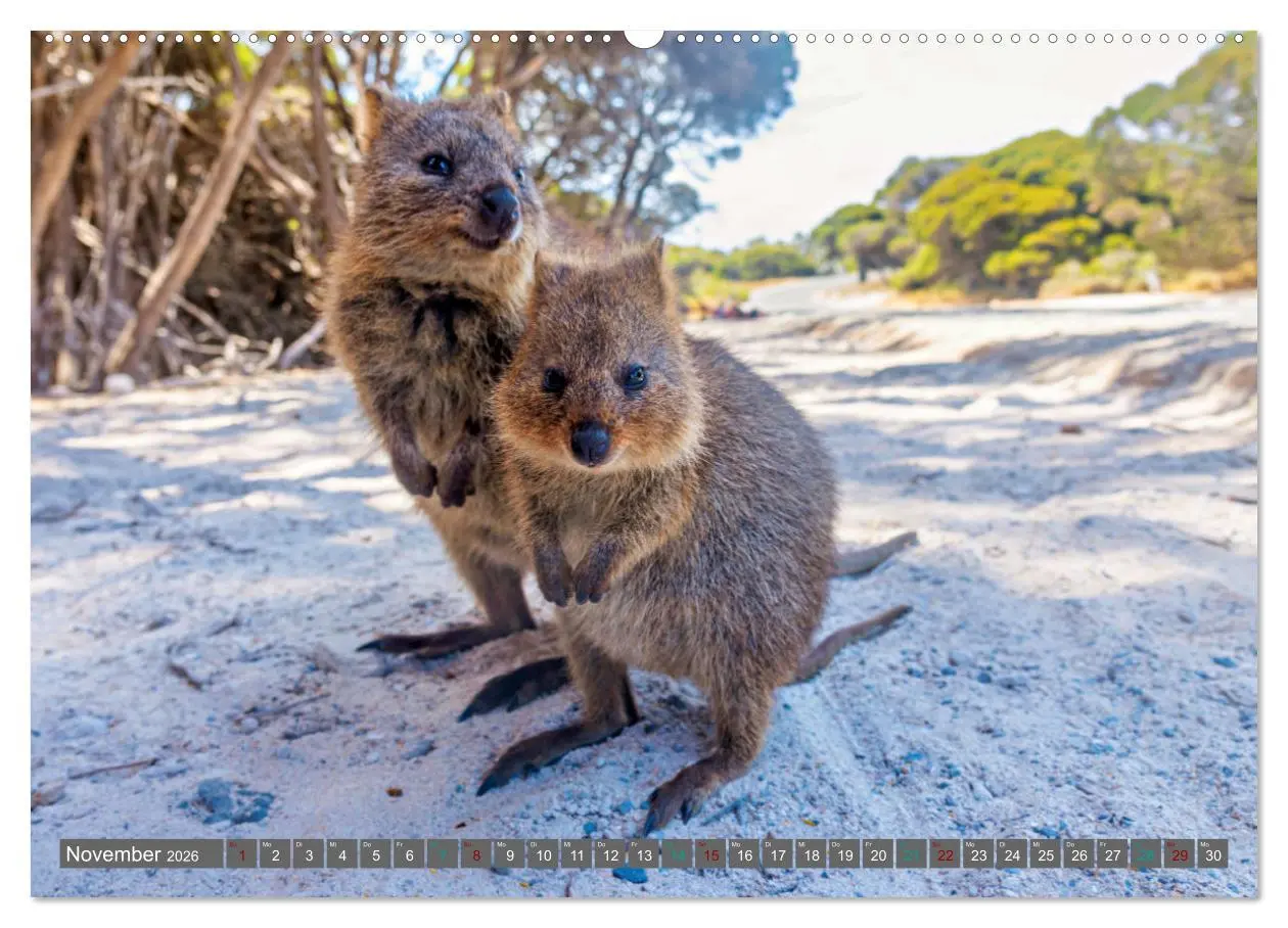 Bild: 9783457495612 | Big Five Australiens Buckelwal, Walhai, Orca, Quokka,Känguru...