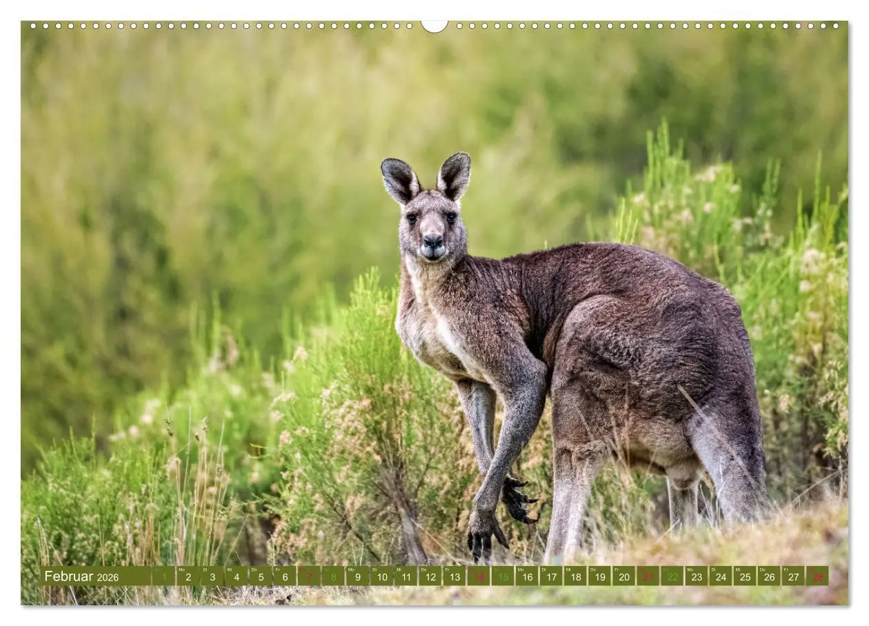 Bild: 9783457495612 | Big Five Australiens Buckelwal, Walhai, Orca, Quokka,Känguru...