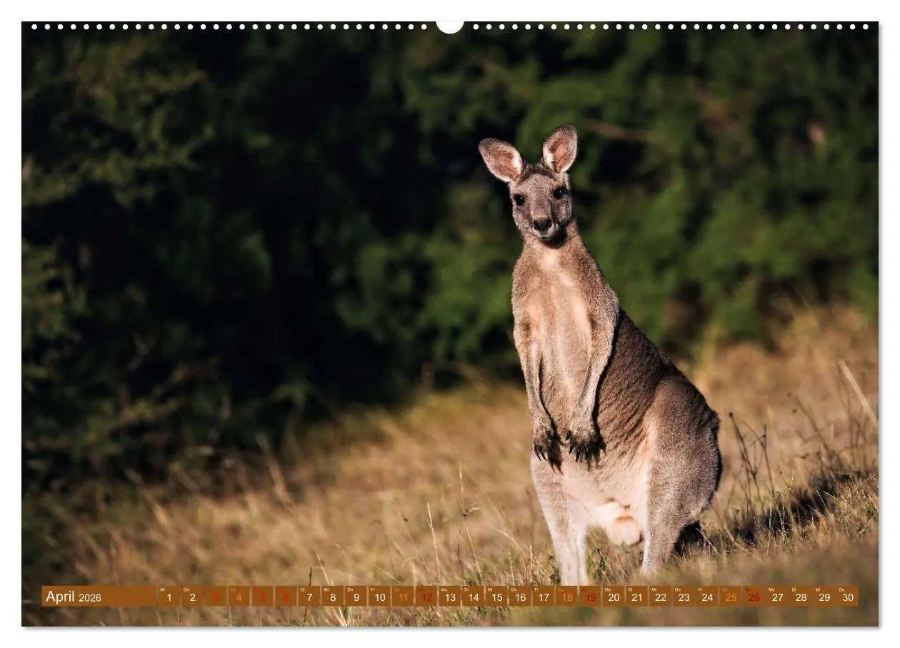 Bild: 9783457495612 | Big Five Australiens Buckelwal, Walhai, Orca, Quokka,Känguru...