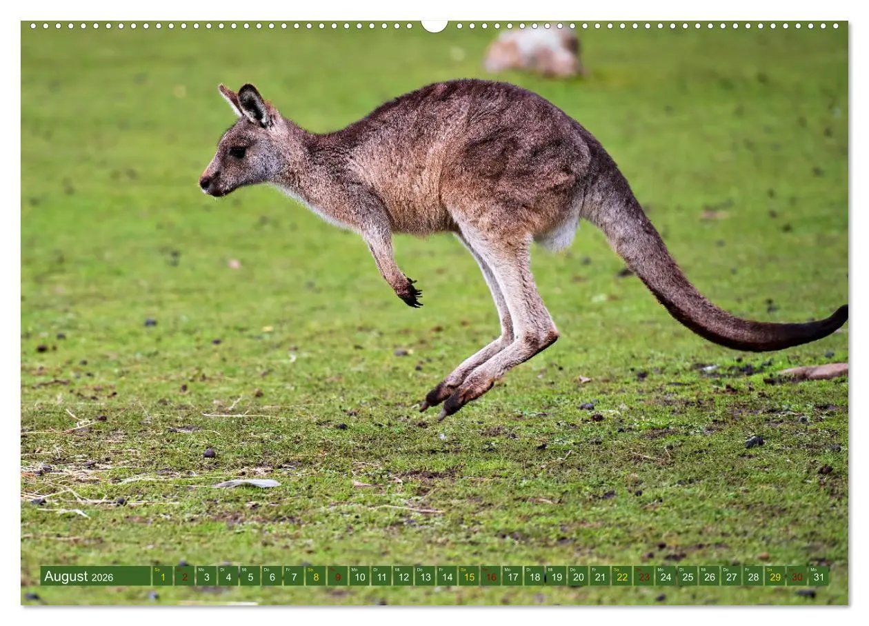 Bild: 9783457495612 | Big Five Australiens Buckelwal, Walhai, Orca, Quokka,Känguru...