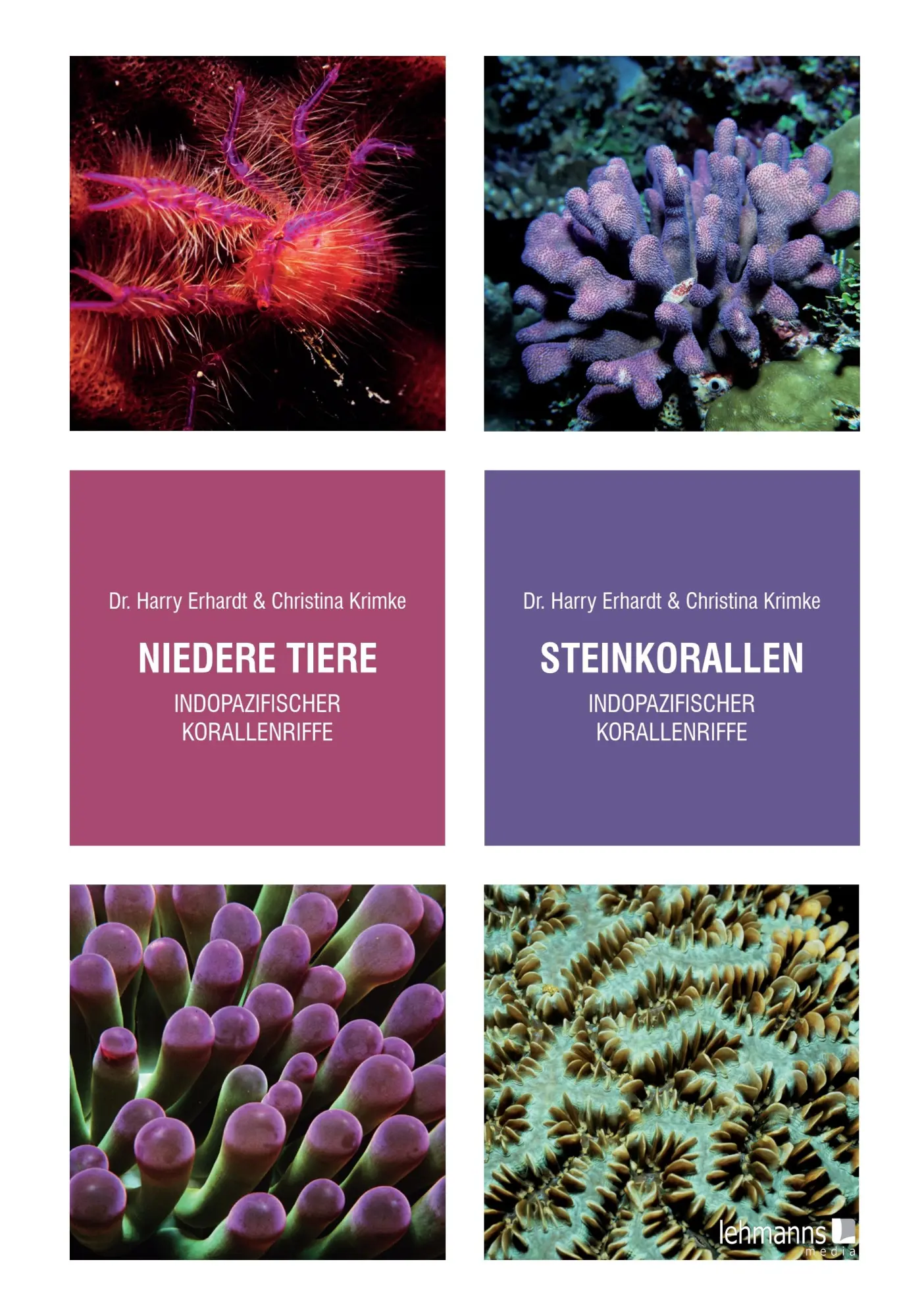 Cover: 9783965435612 | Steinkorallen/Niedere Tiere indopazifischer Korallenriffe | Buch