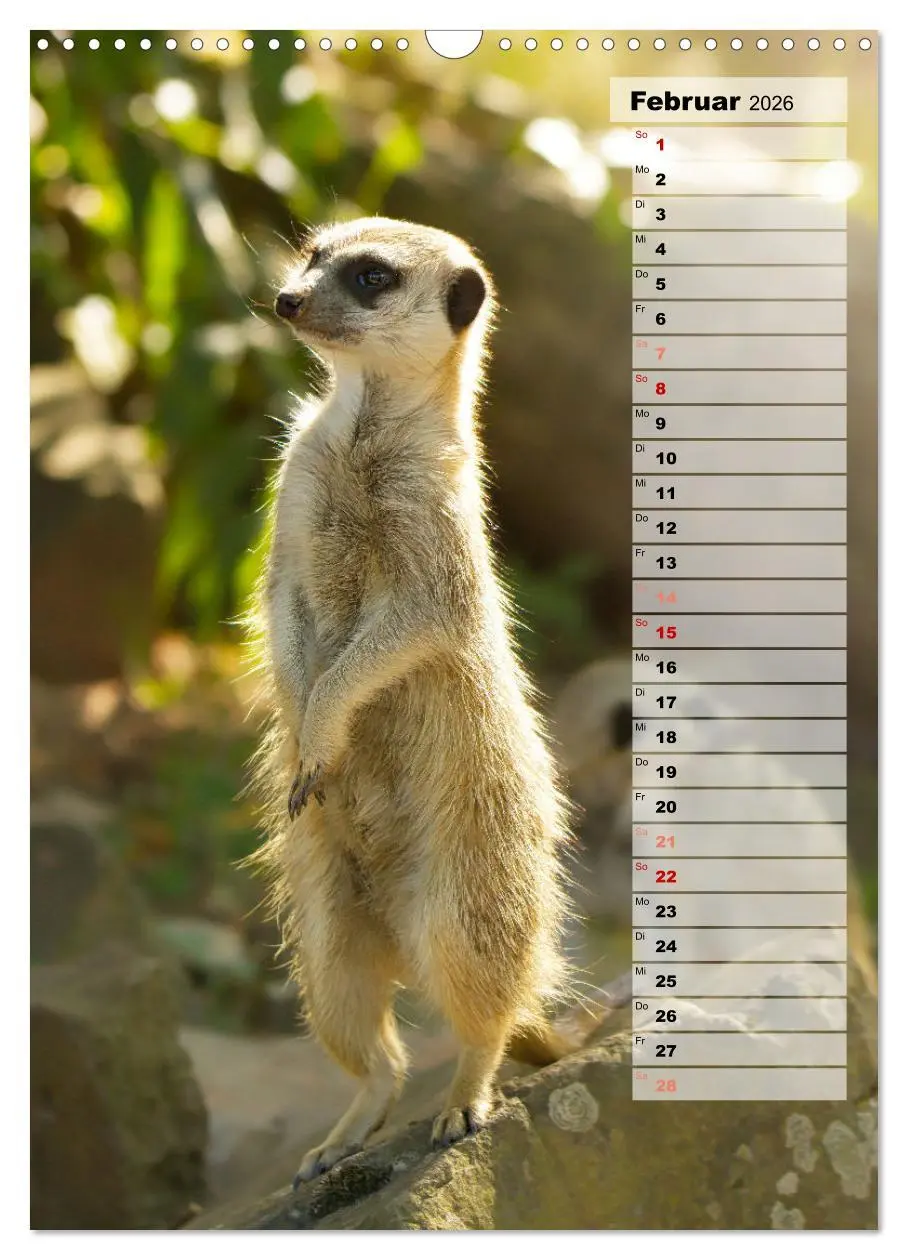 Bild: 9783516335712 | Erdmännchen, putzige Kerlchen mit großen Knopfaugen (Wandkalender...