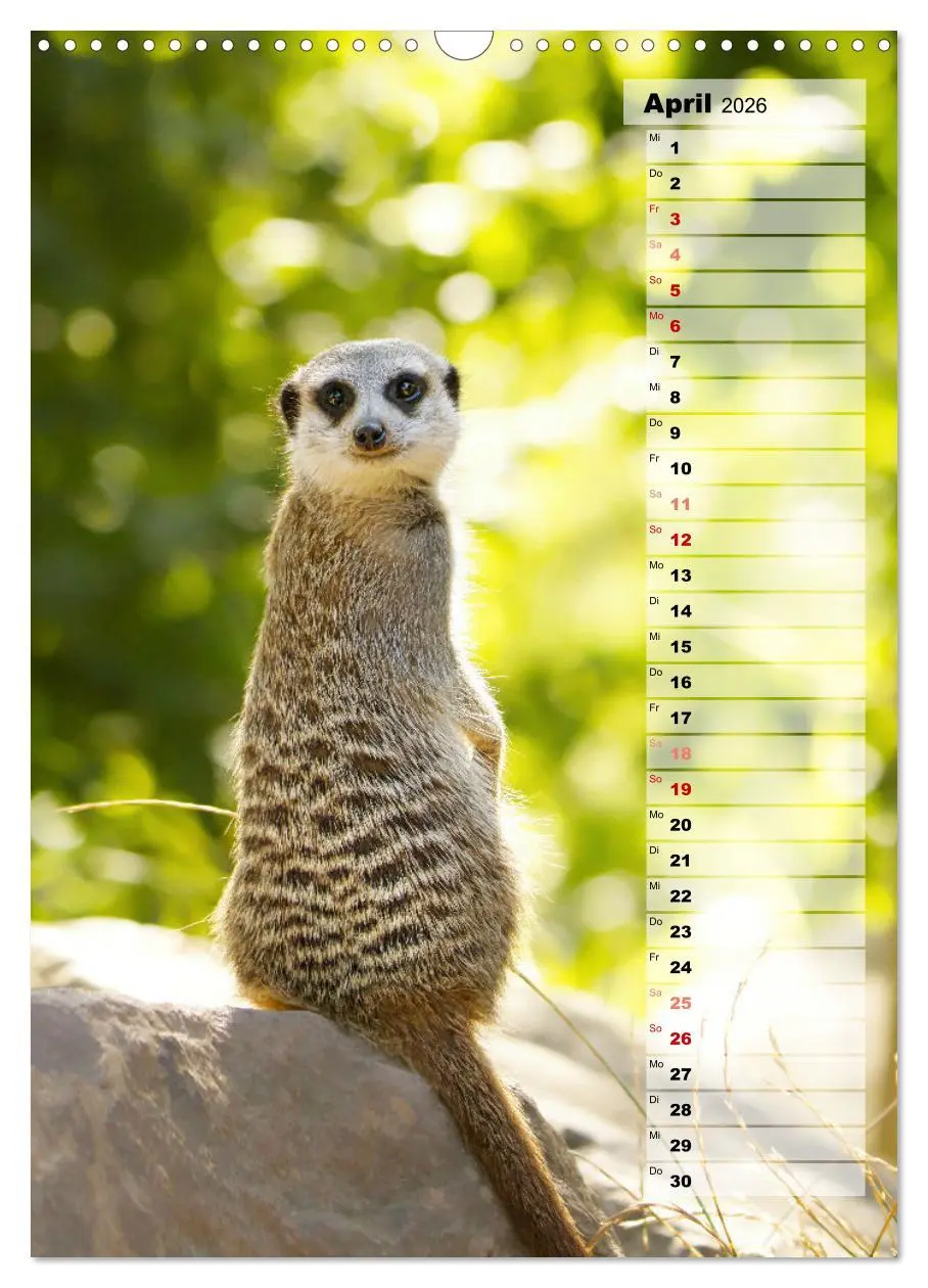 Bild: 9783516335712 | Erdmännchen, putzige Kerlchen mit großen Knopfaugen (Wandkalender...