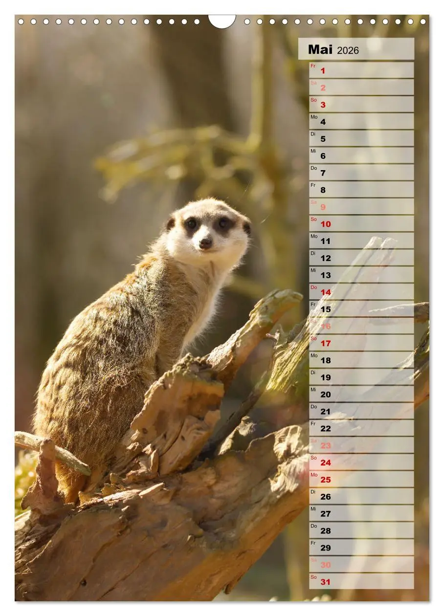 Bild: 9783516335712 | Erdmännchen, putzige Kerlchen mit großen Knopfaugen (Wandkalender...