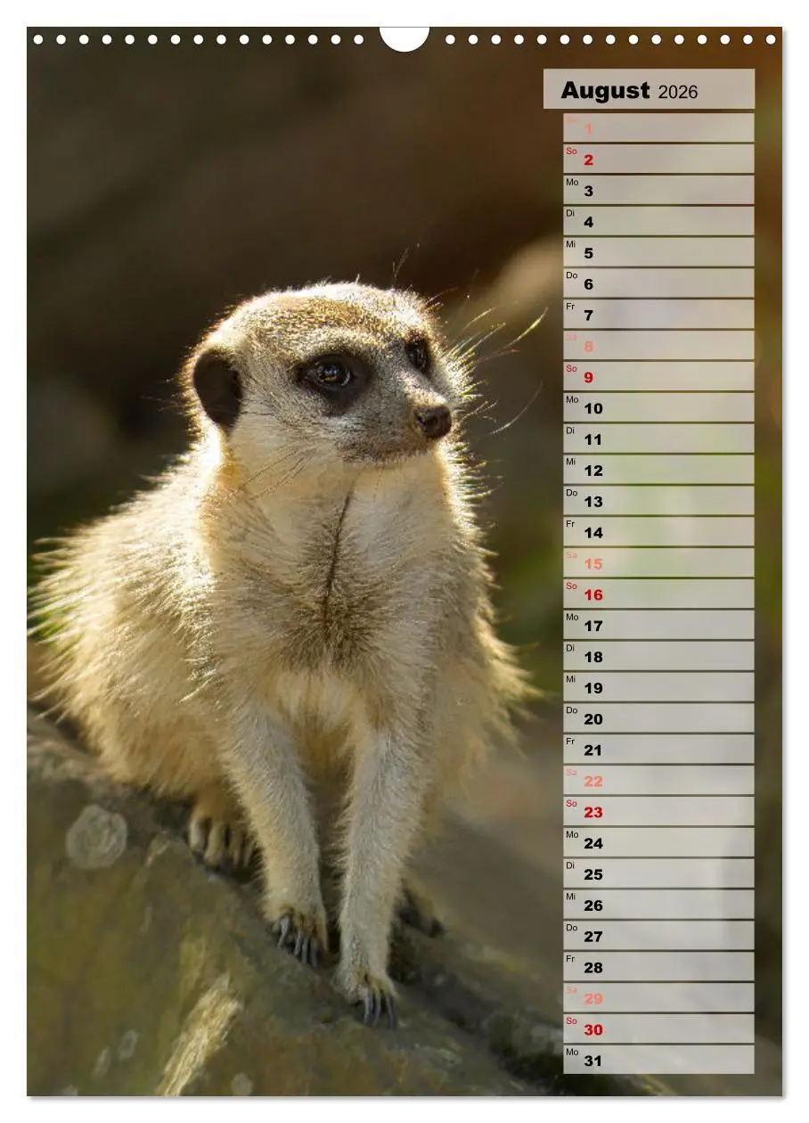 Bild: 9783516335712 | Erdmännchen, putzige Kerlchen mit großen Knopfaugen (Wandkalender...