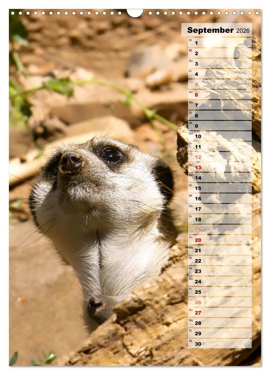 Bild: 9783516335712 | Erdmännchen, putzige Kerlchen mit großen Knopfaugen (Wandkalender...