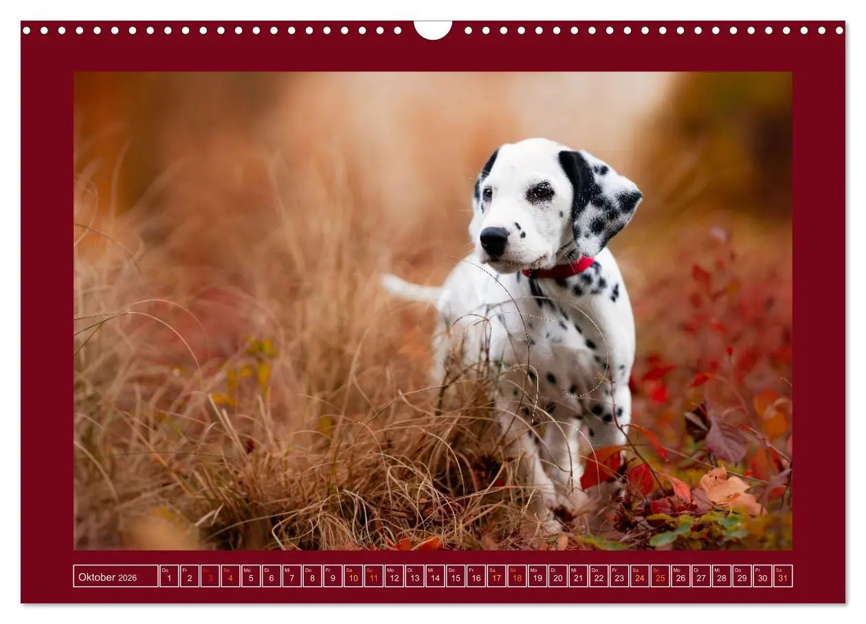 Bild: 9783457346112 | Pfotenblitzers Goldige Welpen (Wandkalender 2026 DIN A3 quer),...