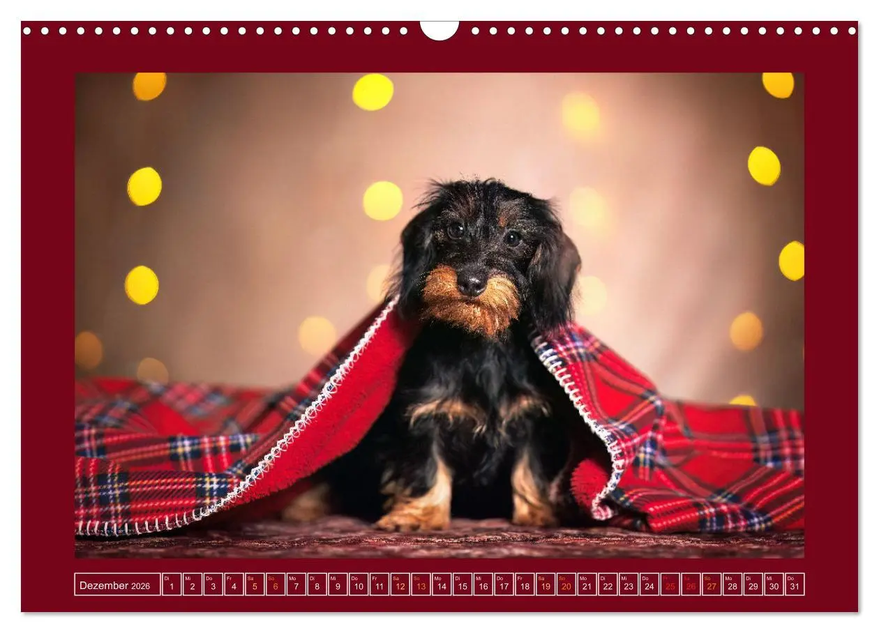 Bild: 9783457346112 | Pfotenblitzers Goldige Welpen (Wandkalender 2026 DIN A3 quer),...
