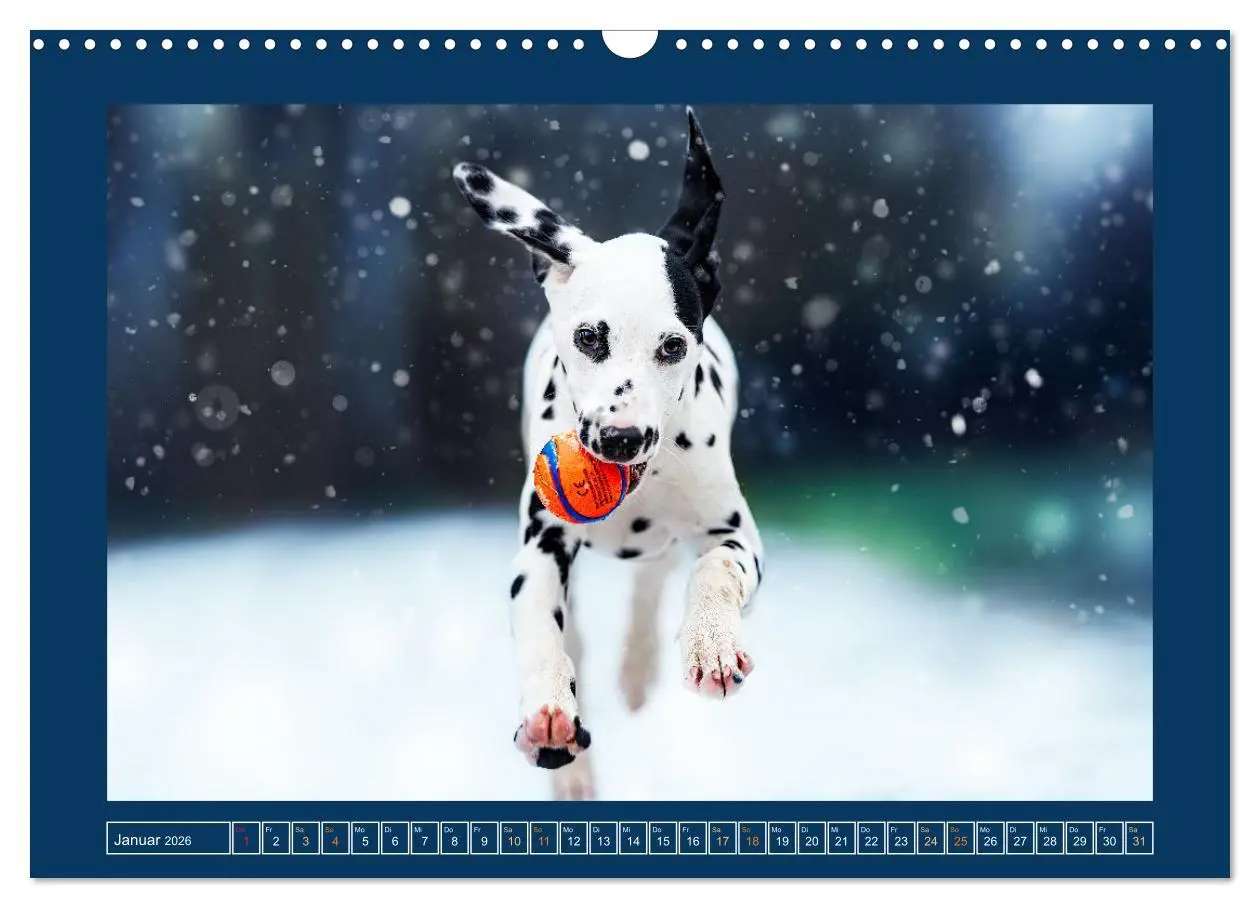 Bild: 9783457346112 | Pfotenblitzers Goldige Welpen (Wandkalender 2026 DIN A3 quer),...