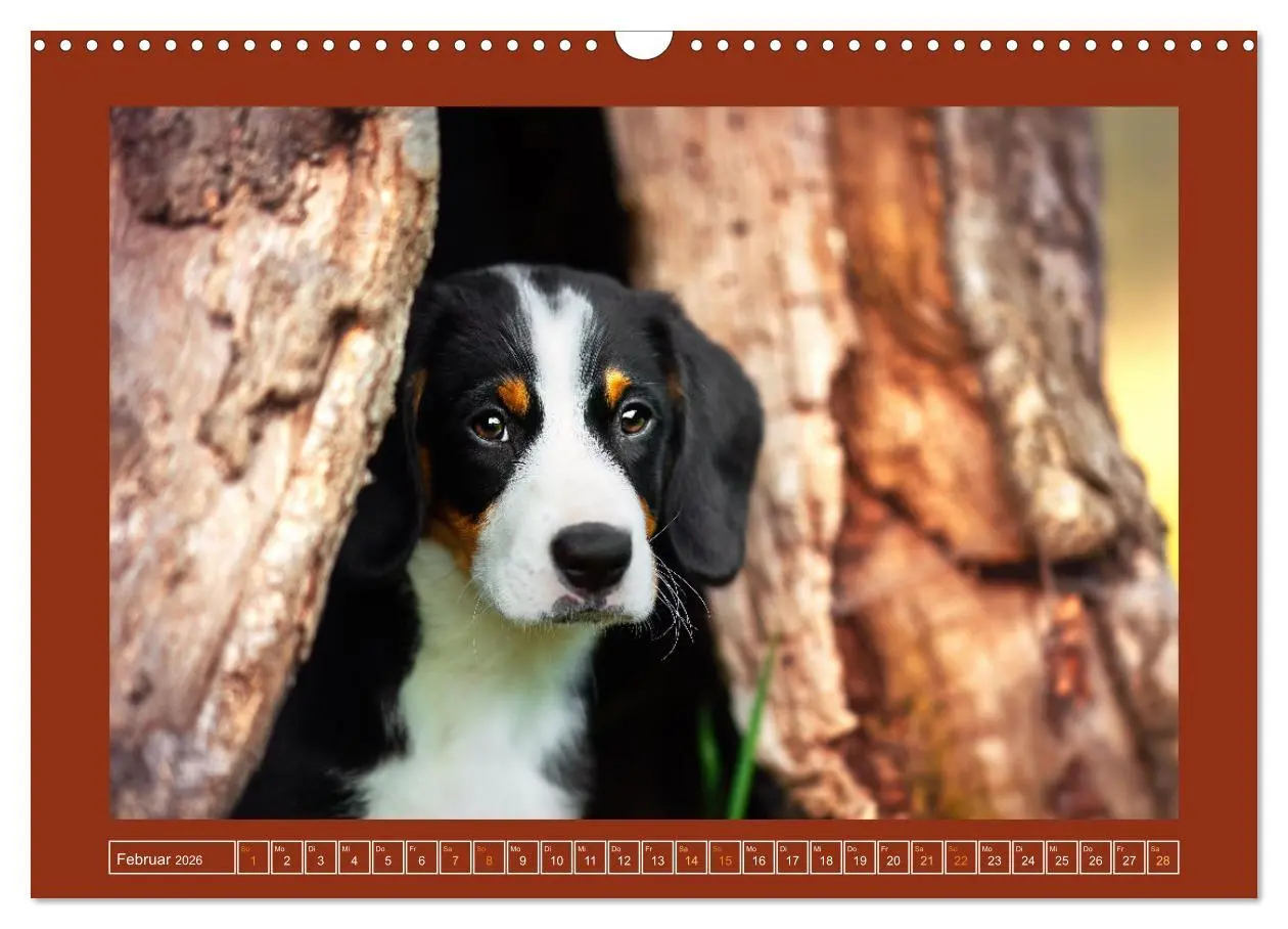 Bild: 9783457346112 | Pfotenblitzers Goldige Welpen (Wandkalender 2026 DIN A3 quer),...