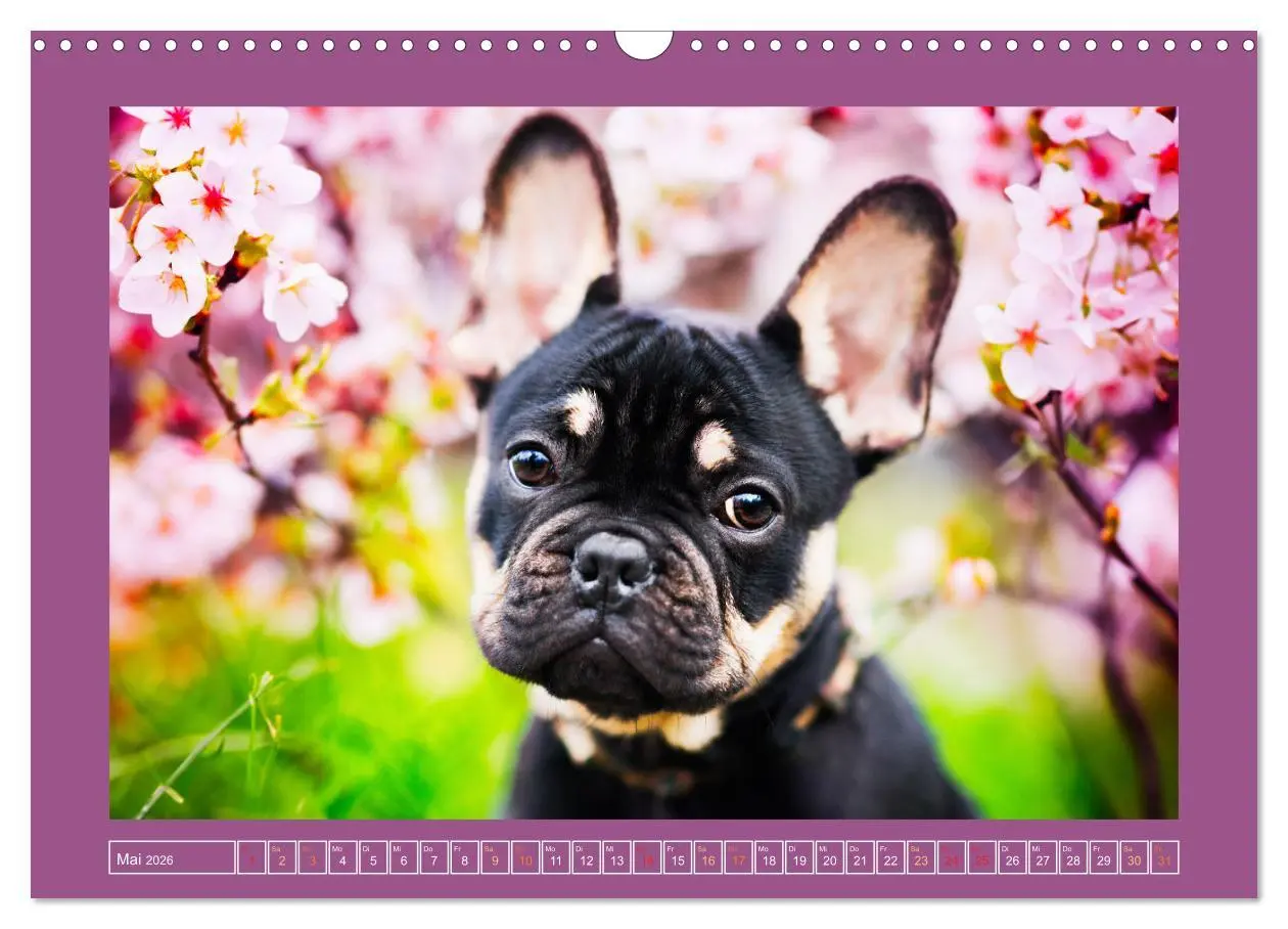 Bild: 9783457346112 | Pfotenblitzers Goldige Welpen (Wandkalender 2026 DIN A3 quer),...