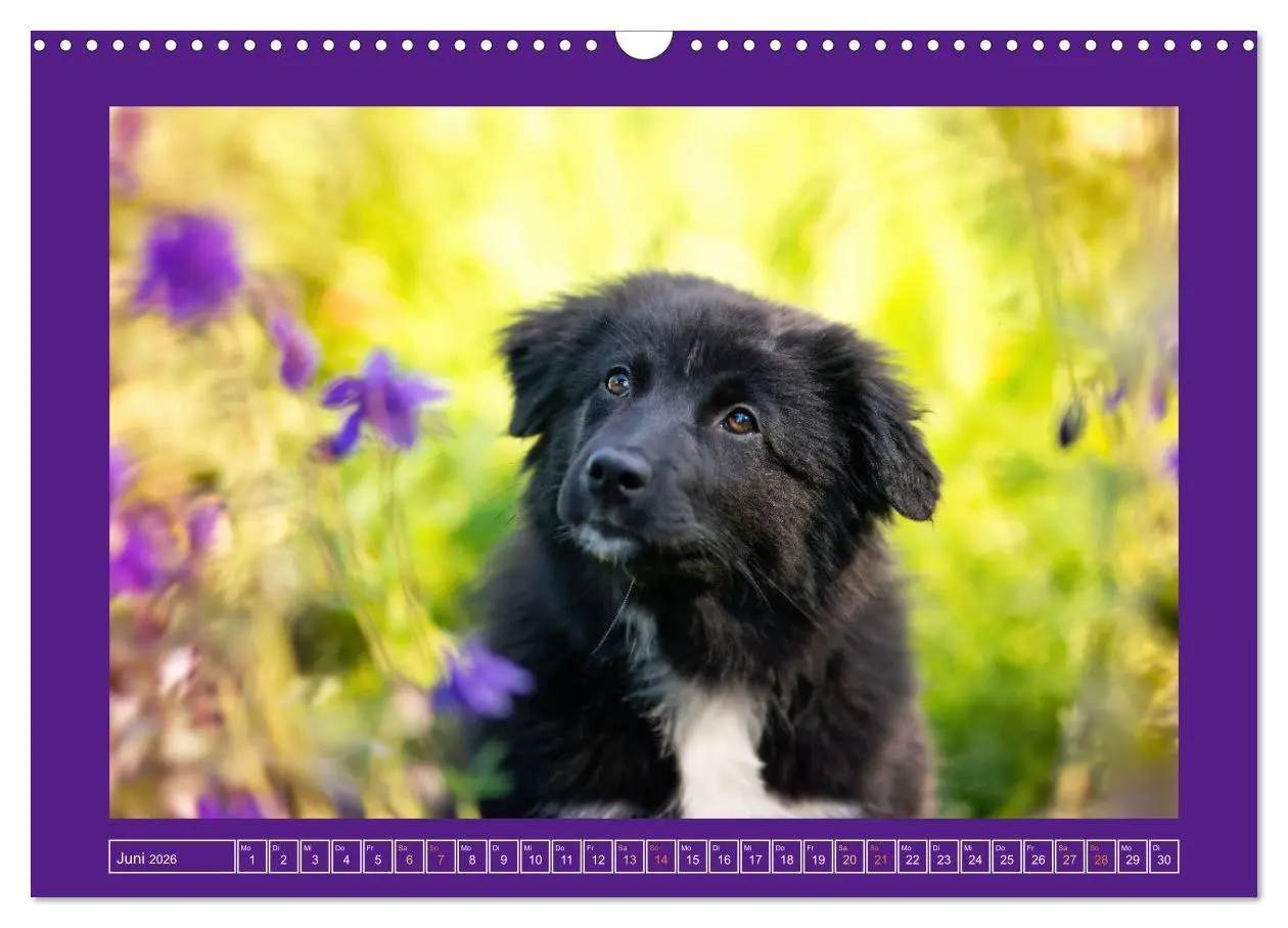 Bild: 9783457346112 | Pfotenblitzers Goldige Welpen (Wandkalender 2026 DIN A3 quer),...