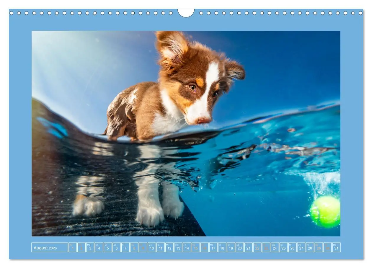 Bild: 9783457346112 | Pfotenblitzers Goldige Welpen (Wandkalender 2026 DIN A3 quer),...