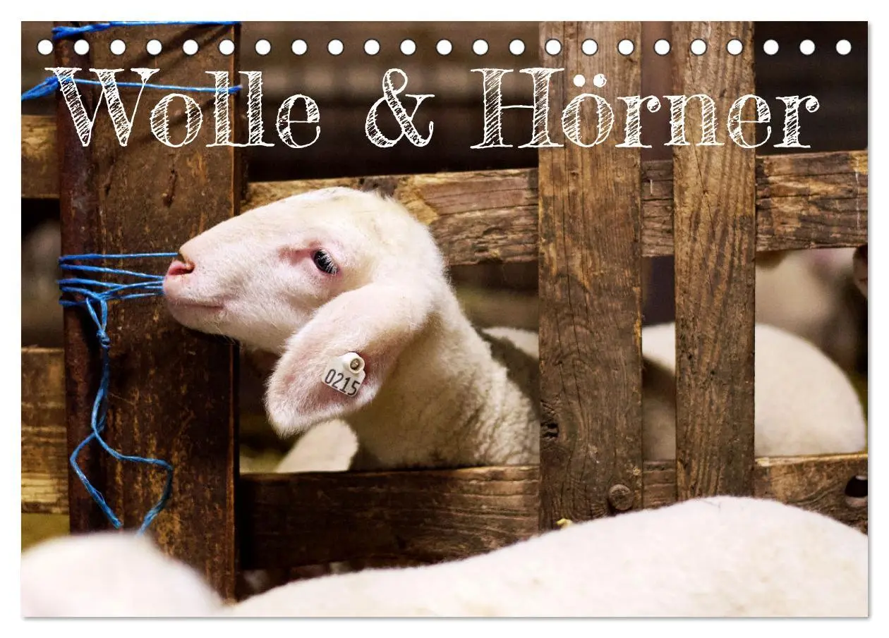 Cover: 9783457416112 | Wolle &amp; Hörner (Tischkalender 2026 DIN A5 quer), CALVENDO...