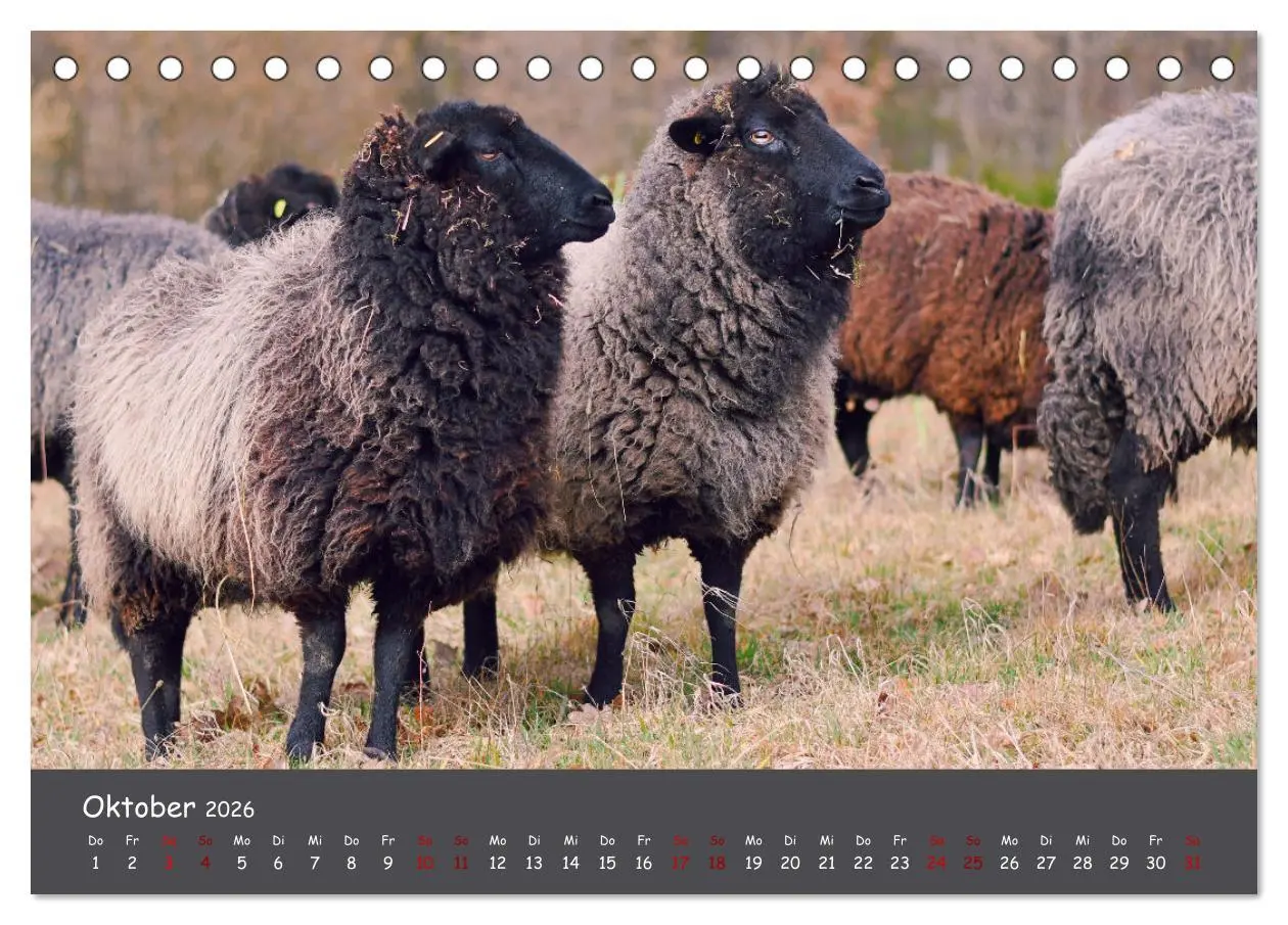 Bild: 9783457416112 | Wolle &amp; Hörner (Tischkalender 2026 DIN A5 quer), CALVENDO...