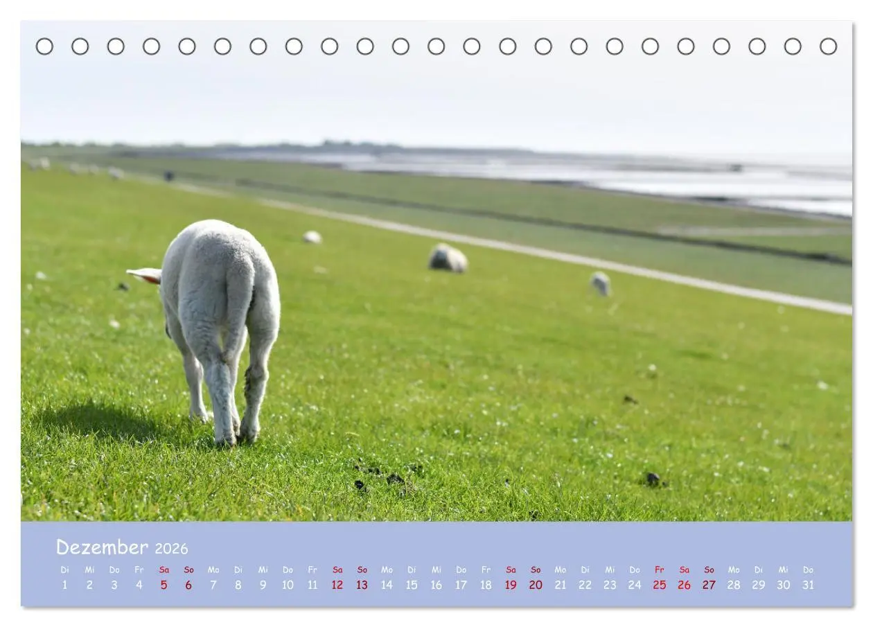 Bild: 9783457416112 | Wolle &amp; Hörner (Tischkalender 2026 DIN A5 quer), CALVENDO...